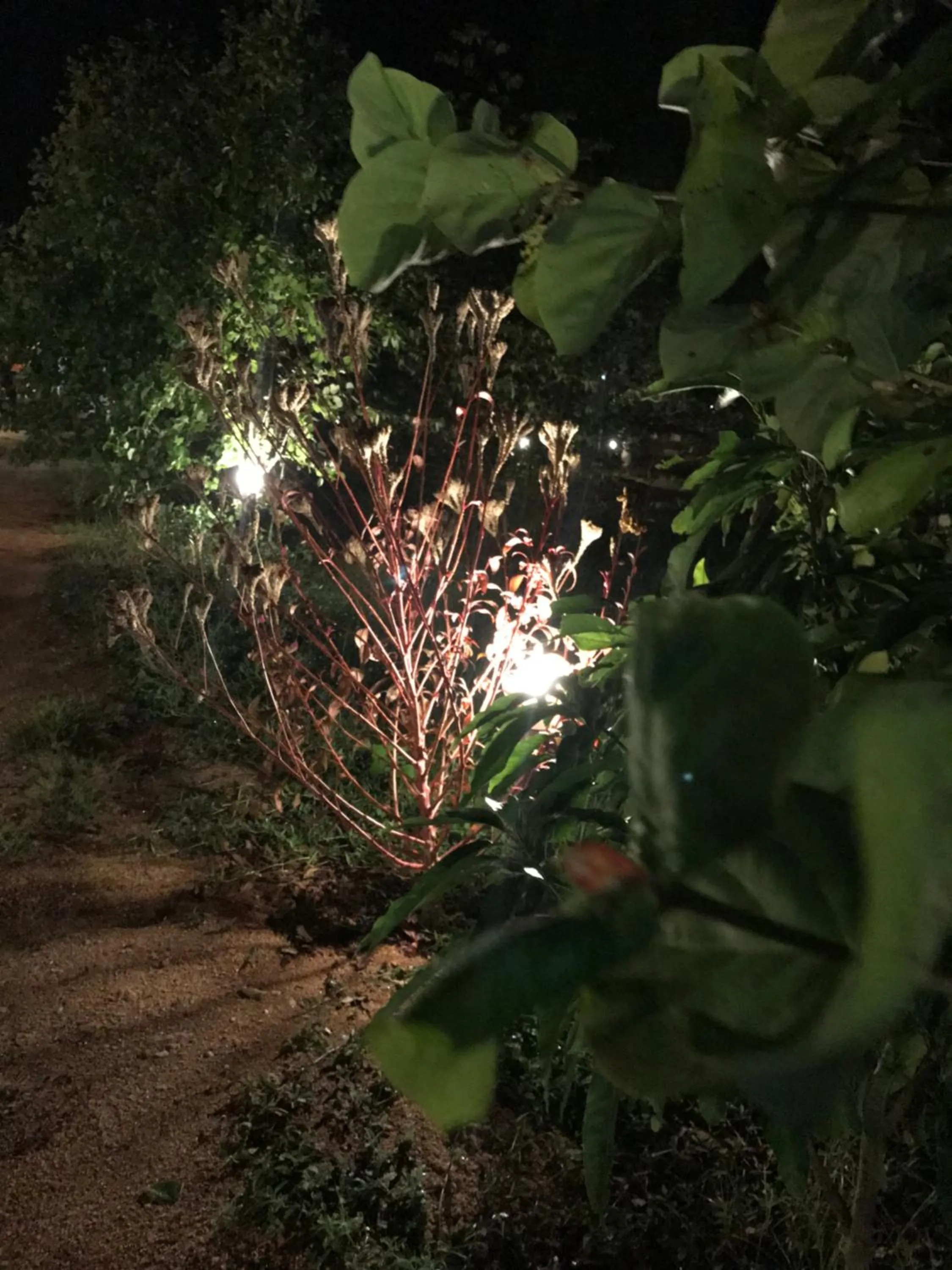 Night in Sunshine Resort & Spa Sigiriya