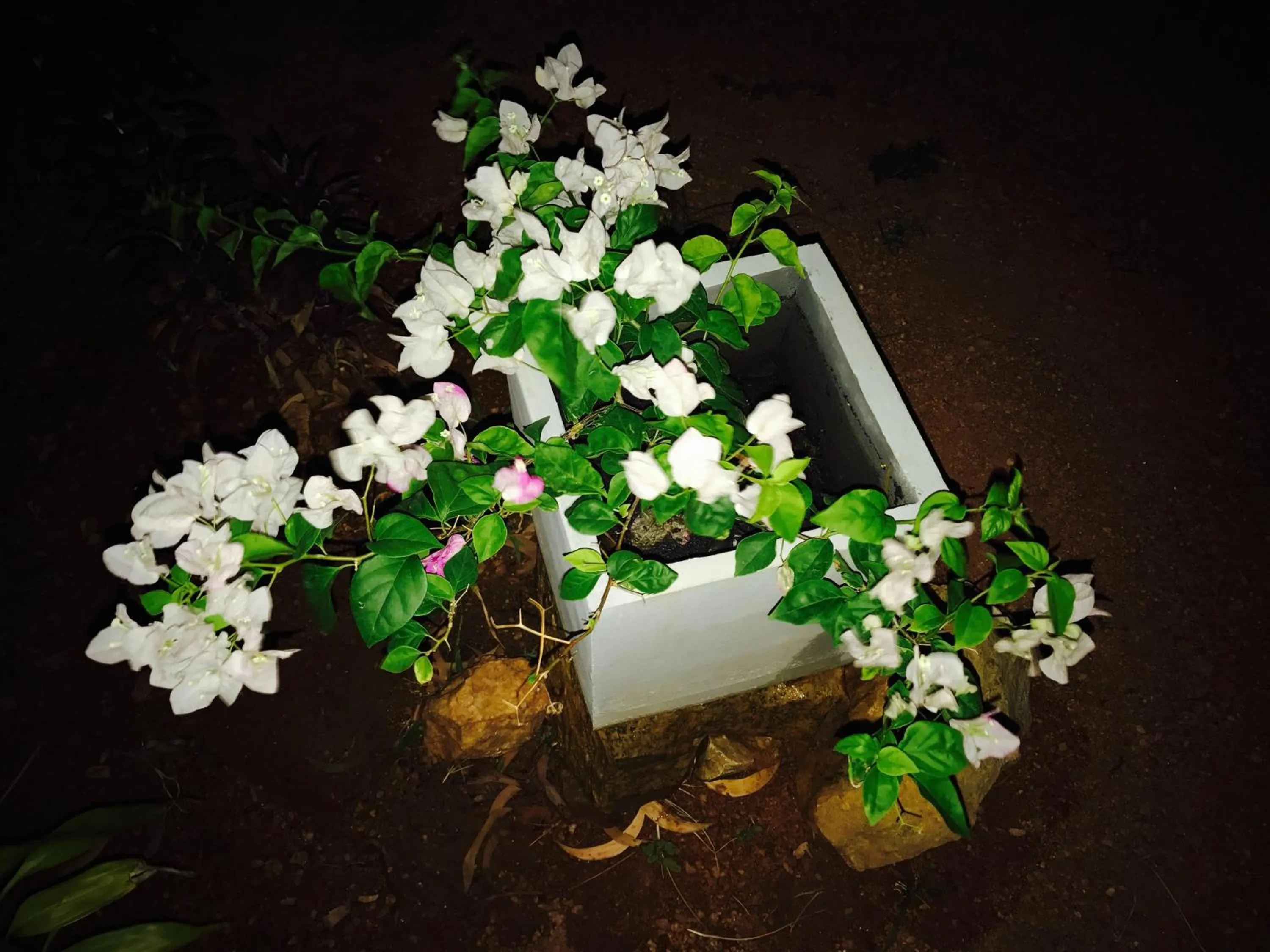 Spring in Sunshine Resort & Spa Sigiriya