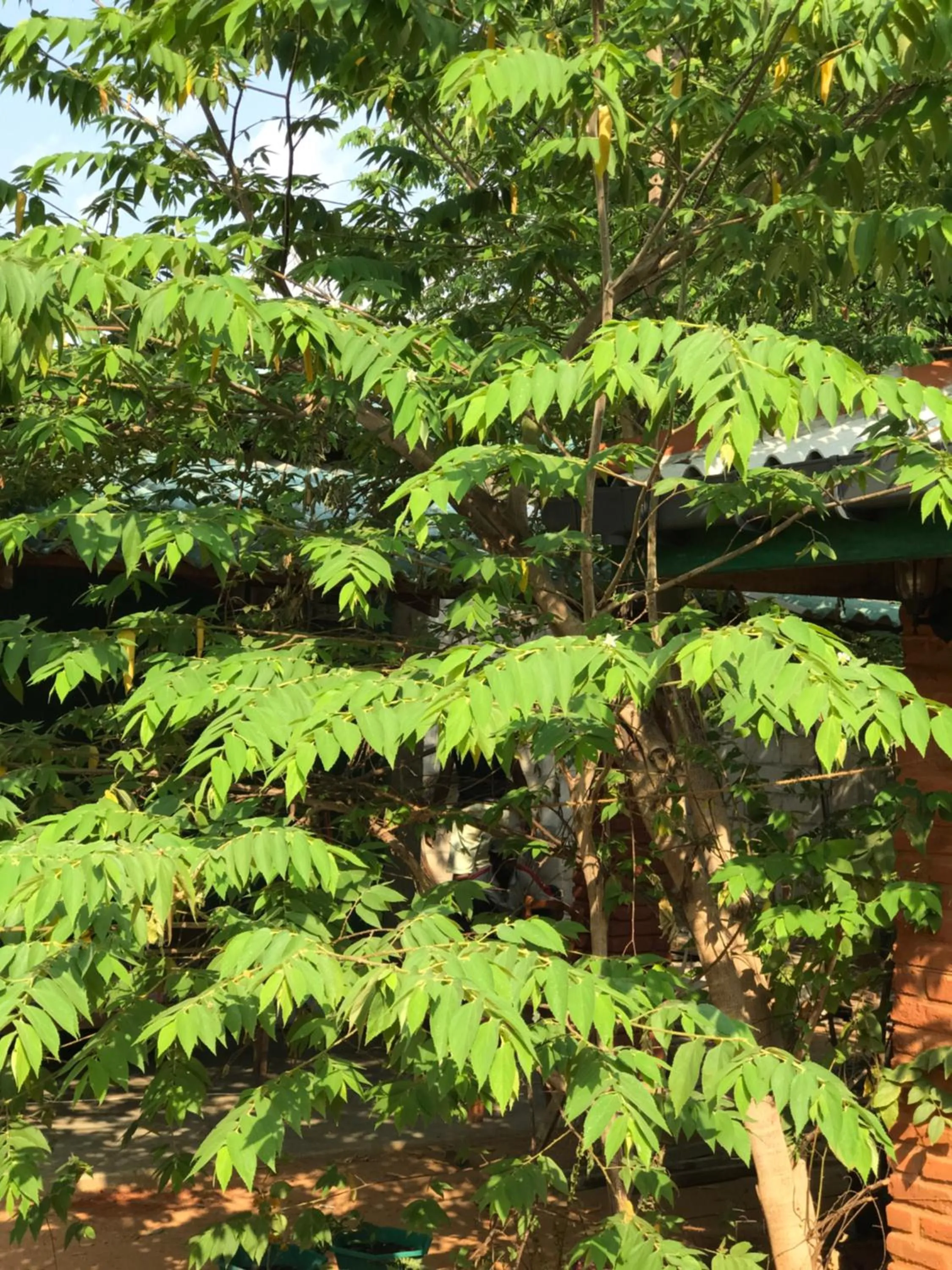 Garden view in Sunshine Resort & Spa Sigiriya