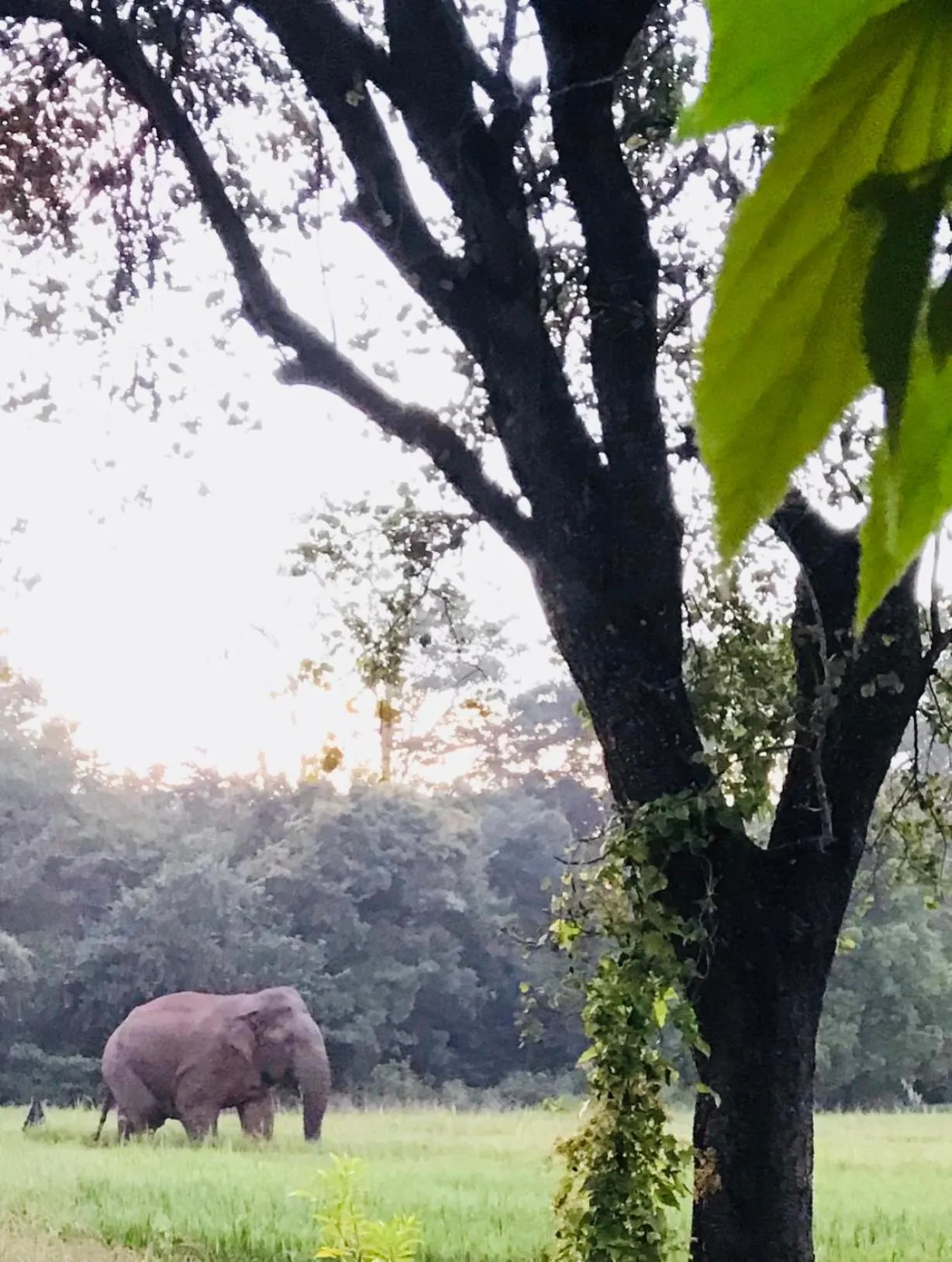Animals in Sunshine Resort & Spa Sigiriya