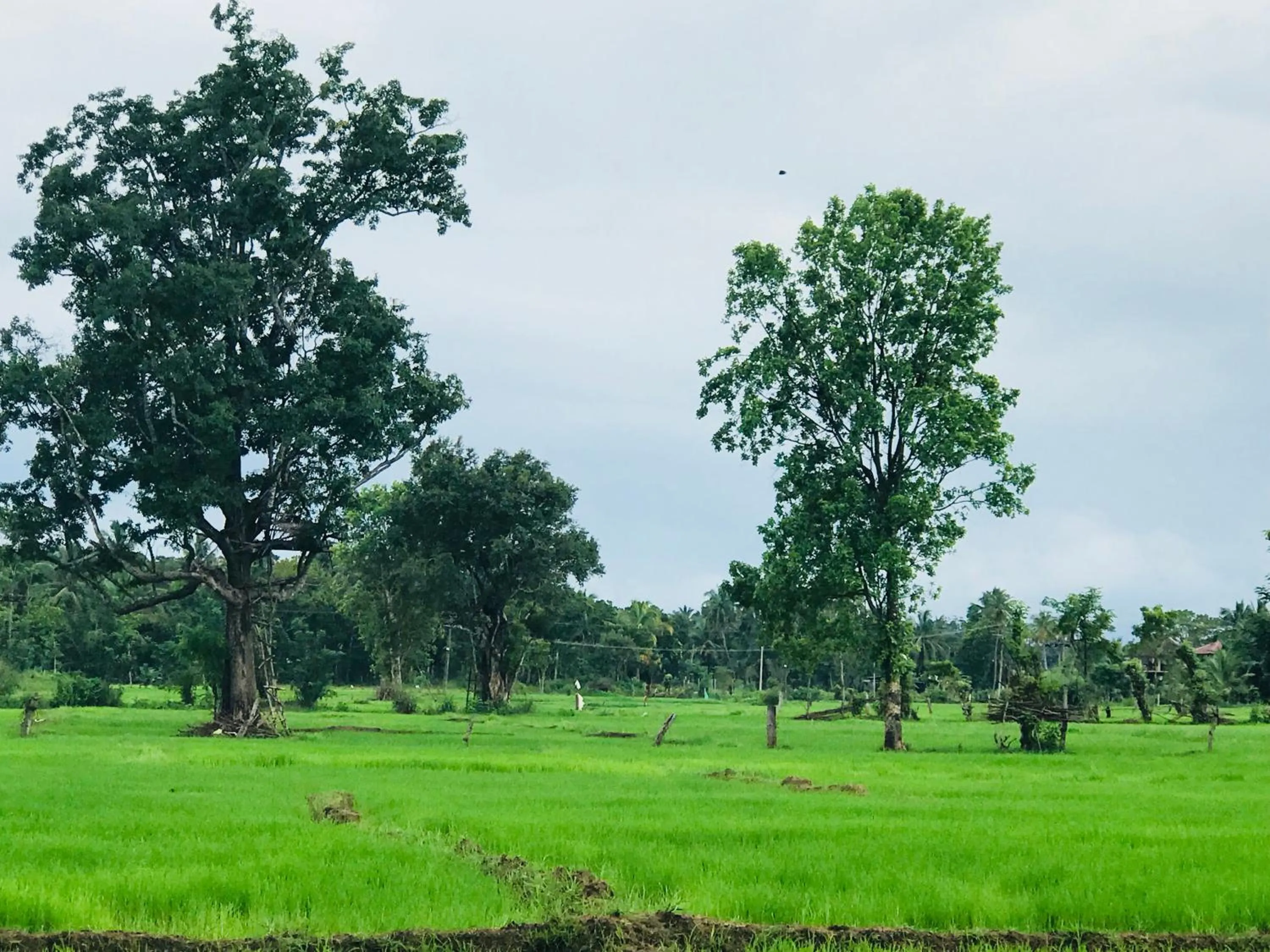 Natural landscape in Sunshine Resort & Spa Sigiriya