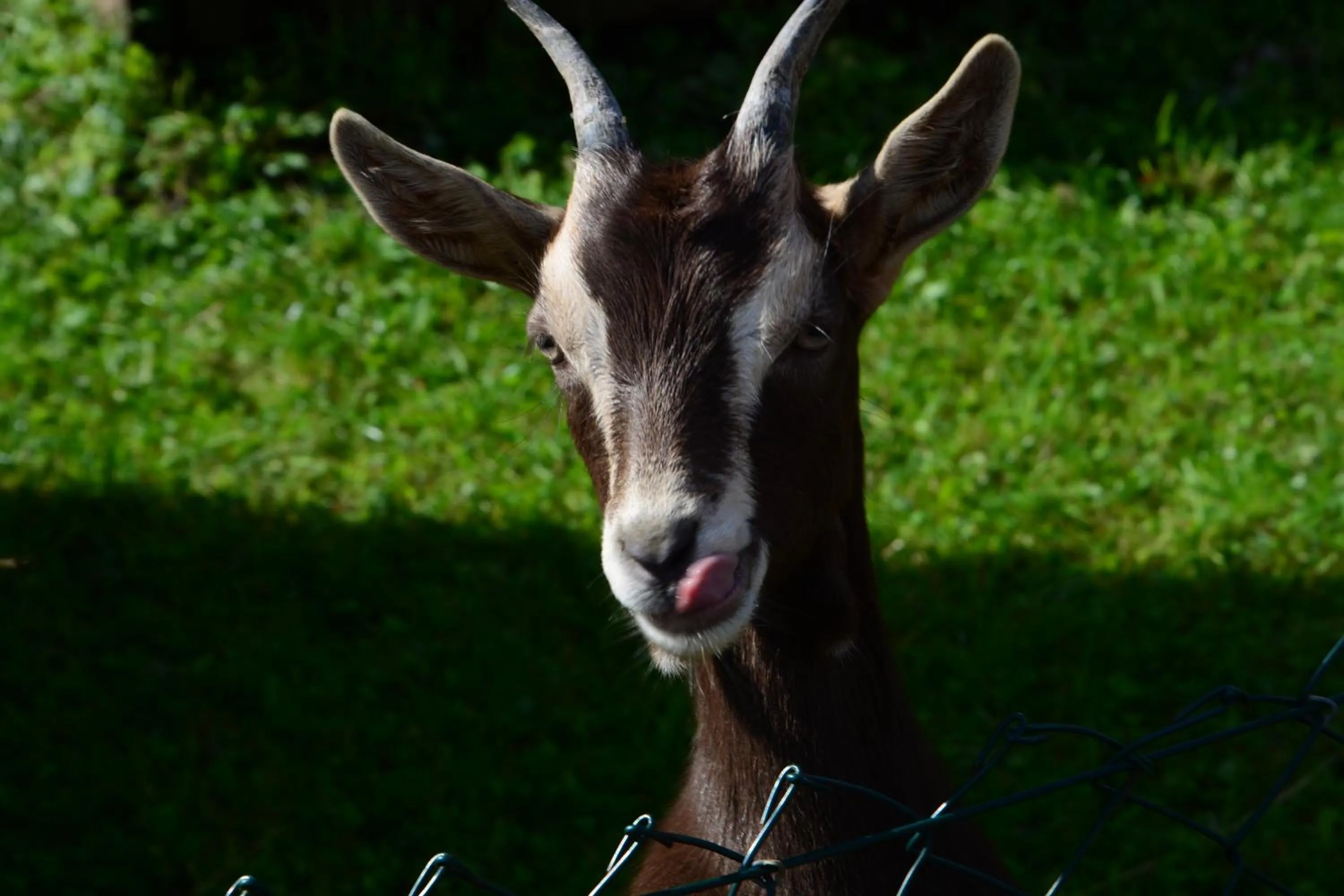 Appartements und Ferienhaus Gasthof Kanzlersgrund