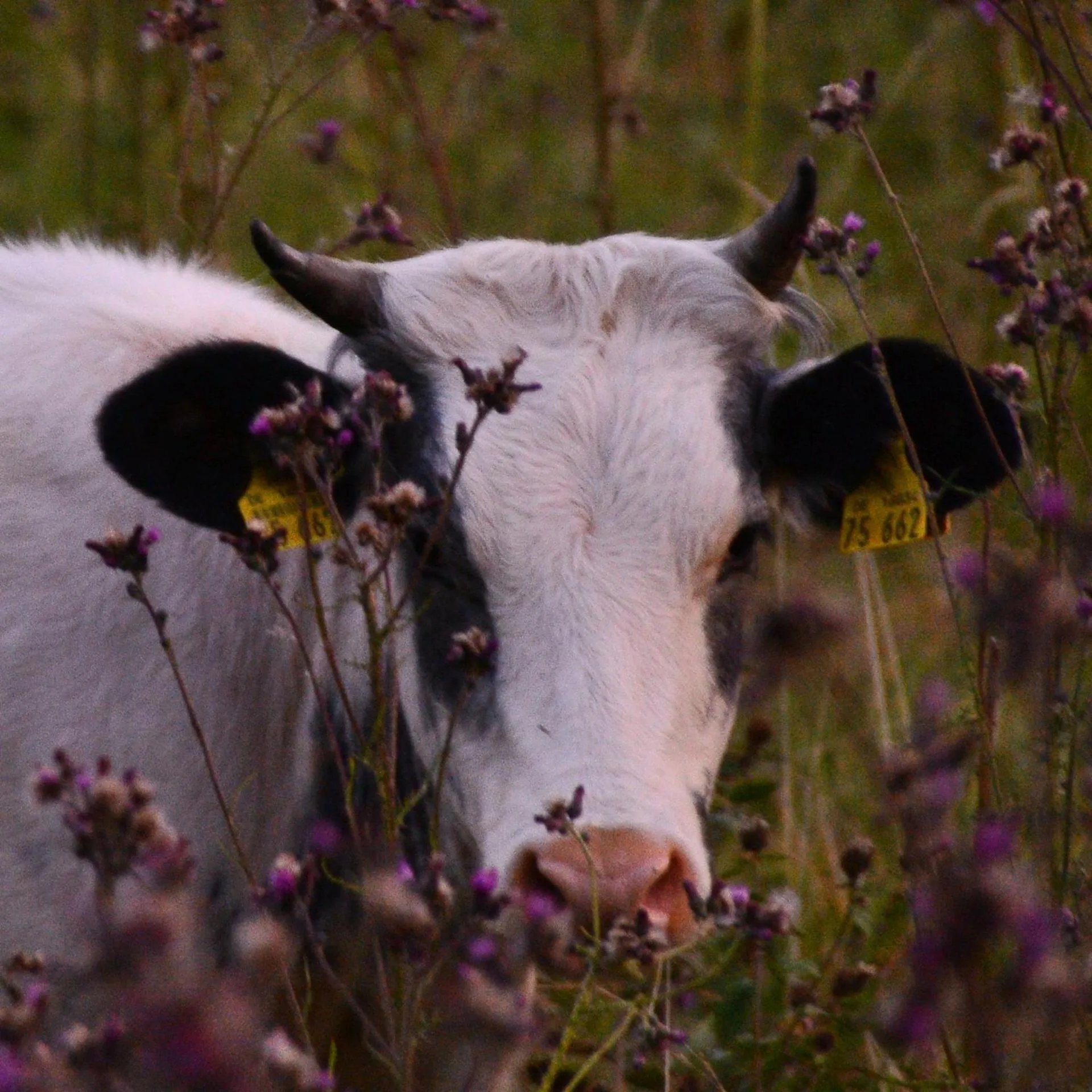 View (from property/room) in Appartements und Ferienhaus Gasthof Kanzlersgrund