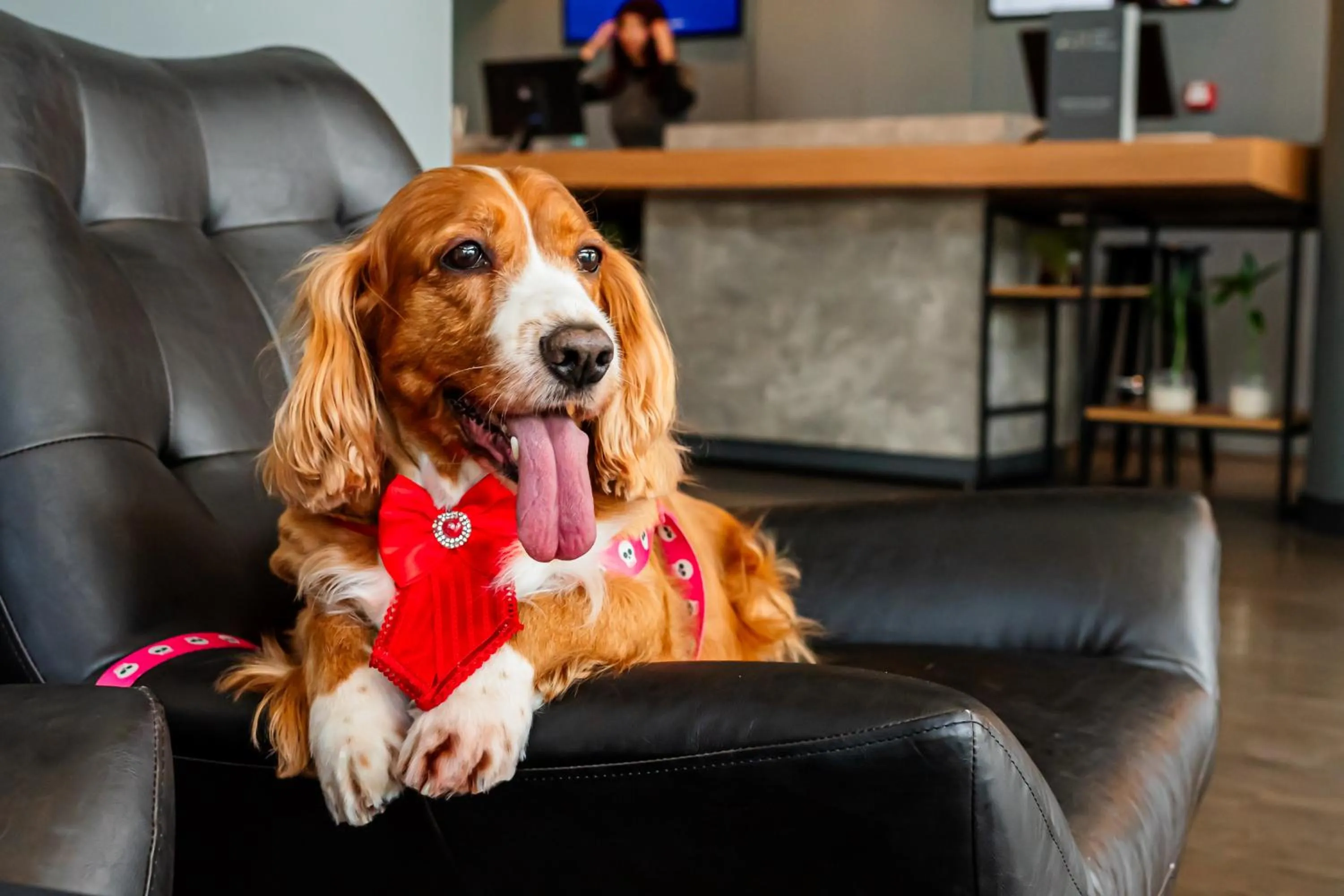 Pets in ibis Santo Andre