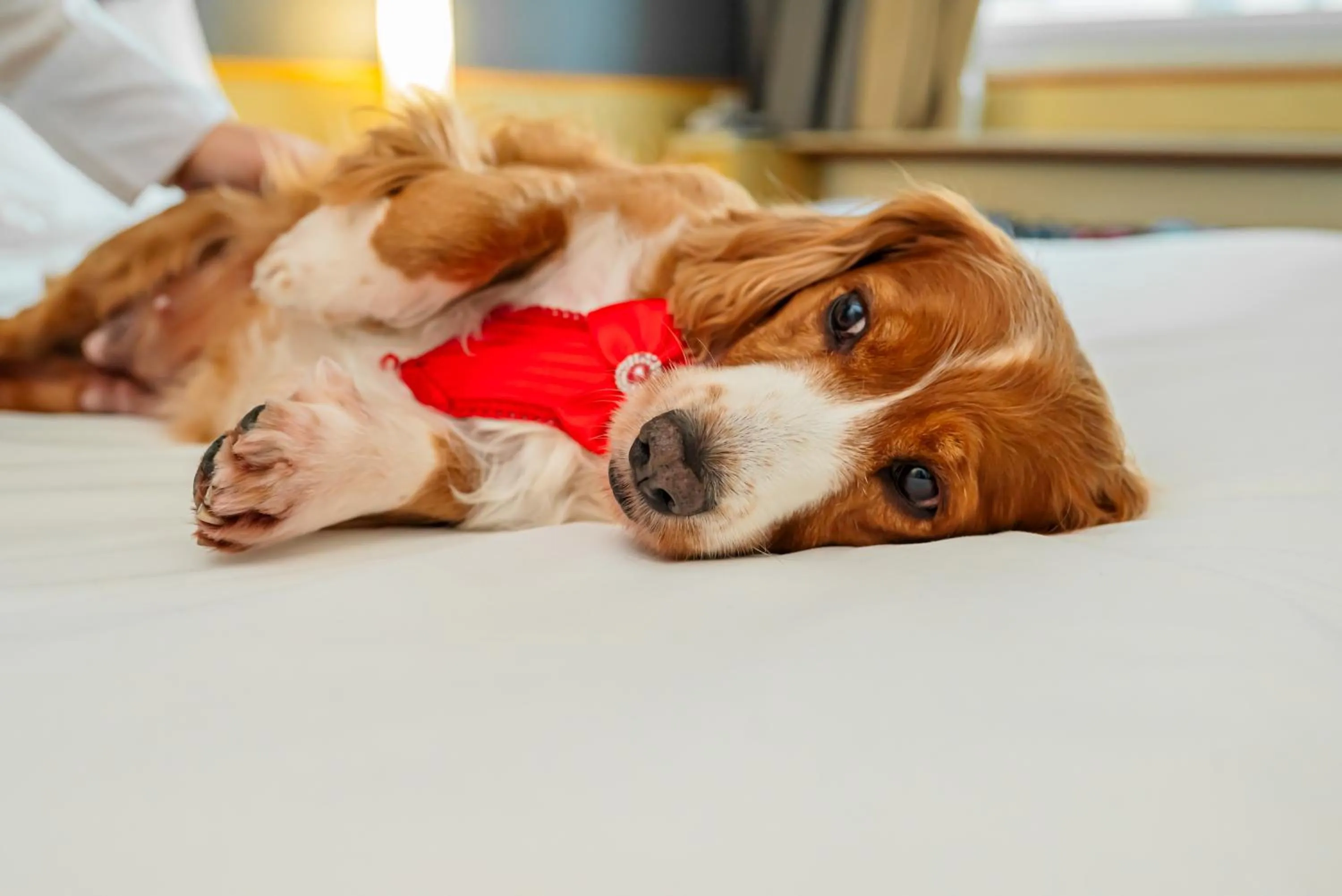 Bed in ibis Santo Andre