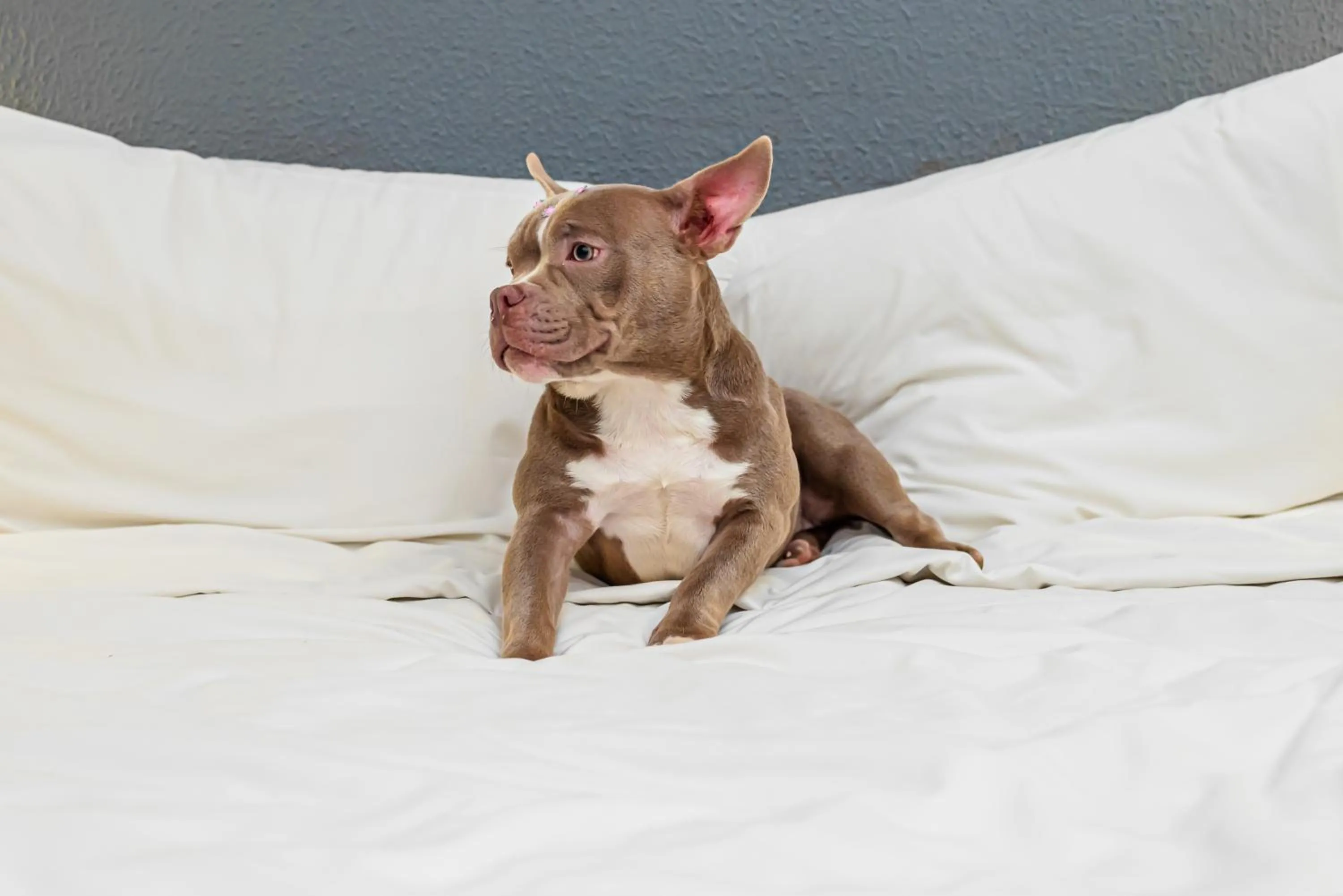 Bed in ibis Santo Andre