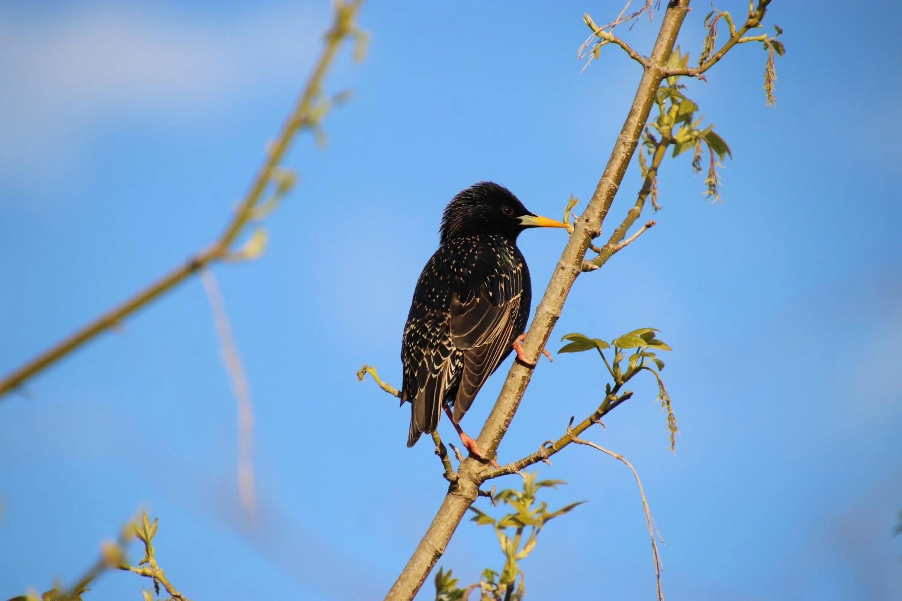 Garden in The Dongola Guesthouse