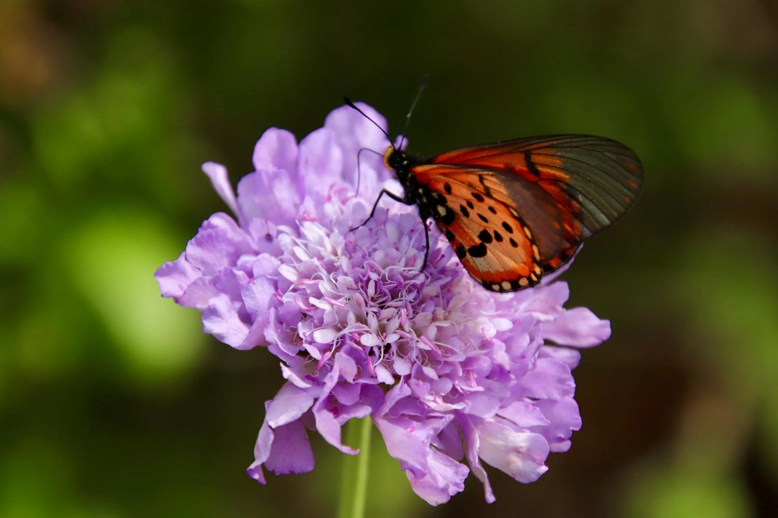 Animals in The Dongola Guesthouse