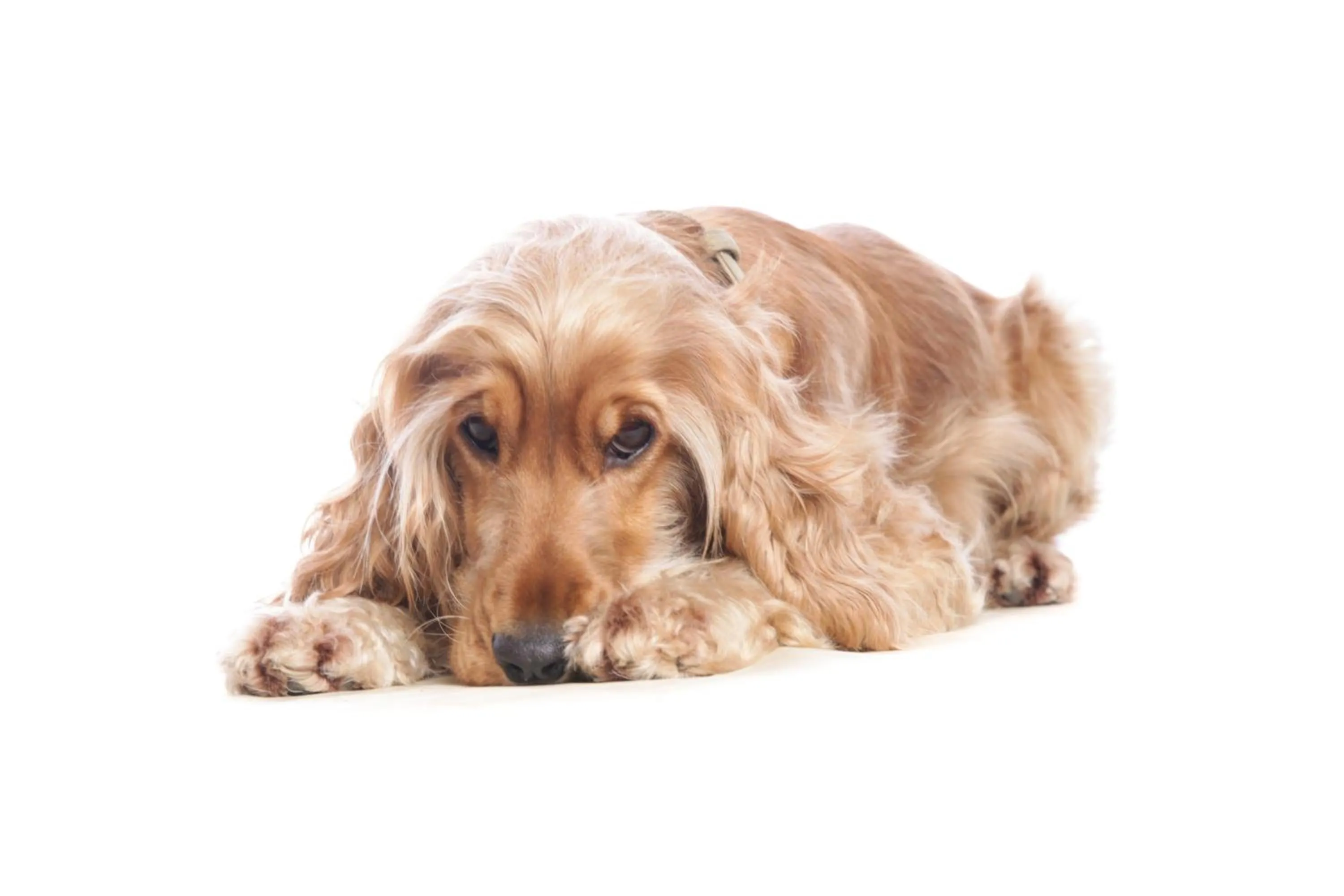 Animals in Logis - Hotel Restaurant La Sapinière