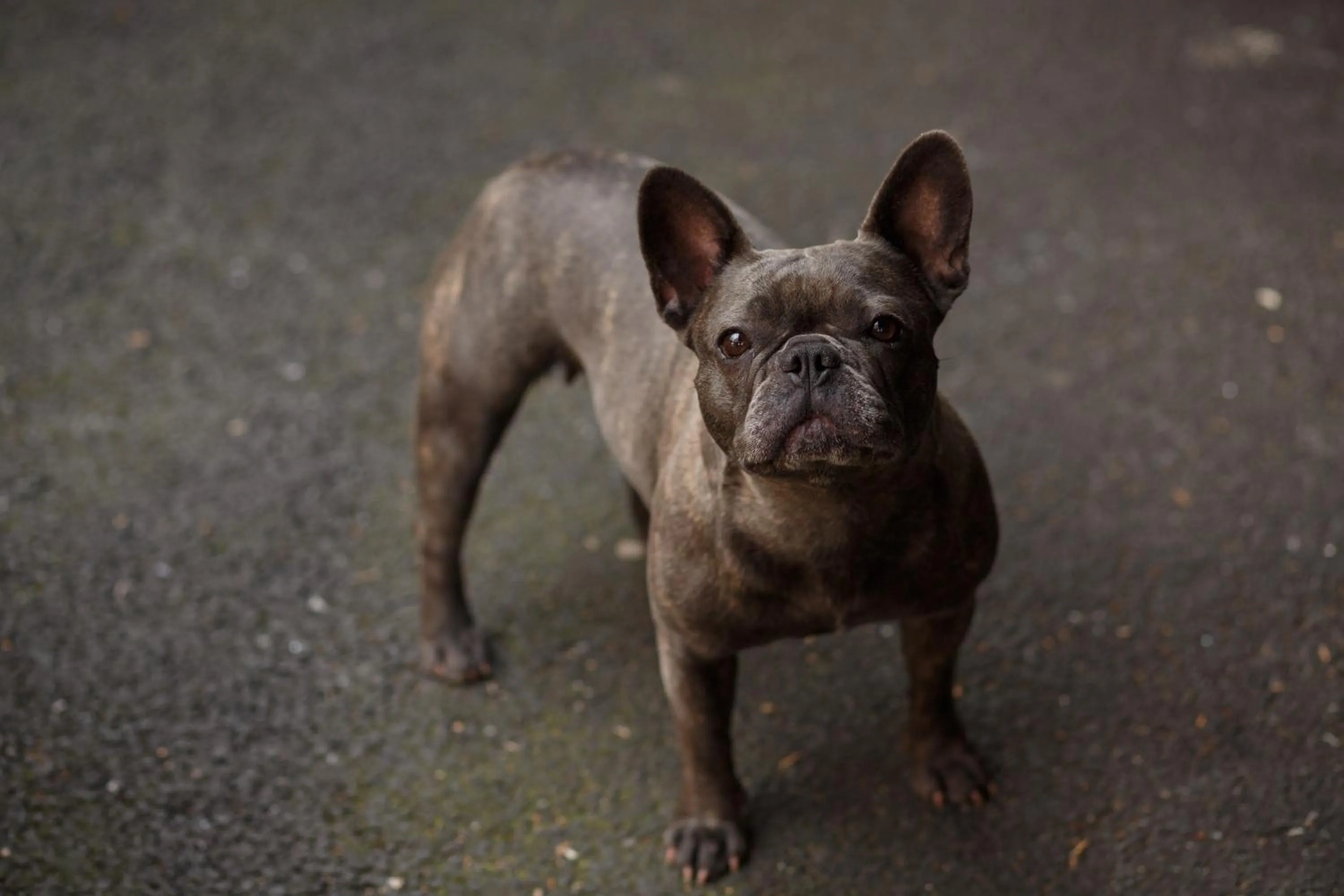 Pets in The Saddle Inn