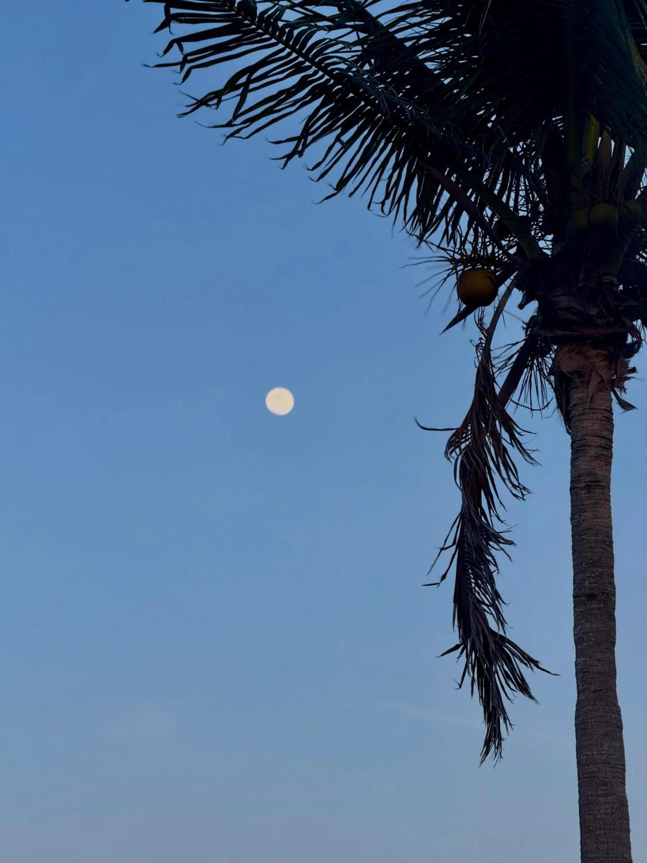 Natural landscape in The Grand Caymanian Resort