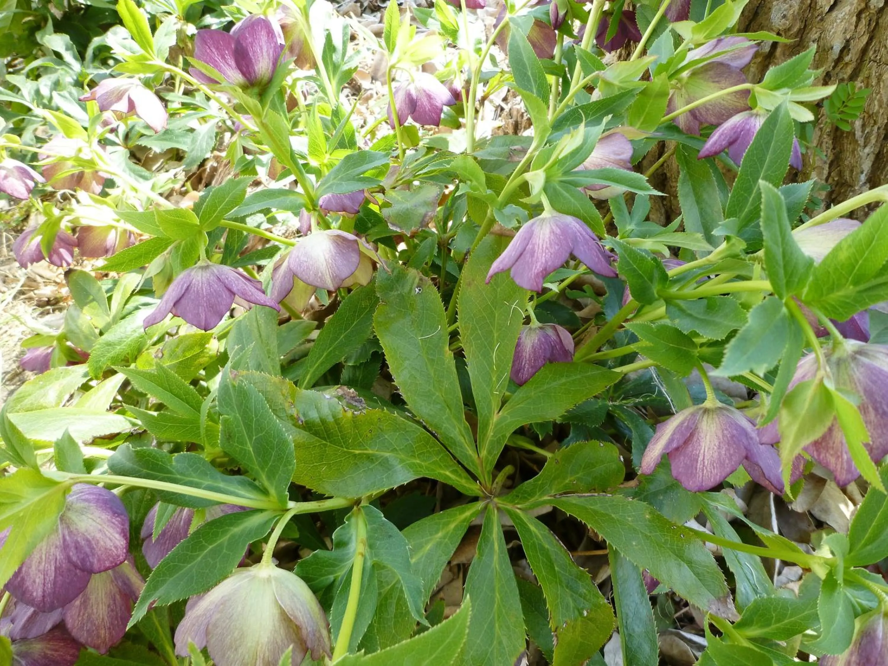 Garden in Pension Flora