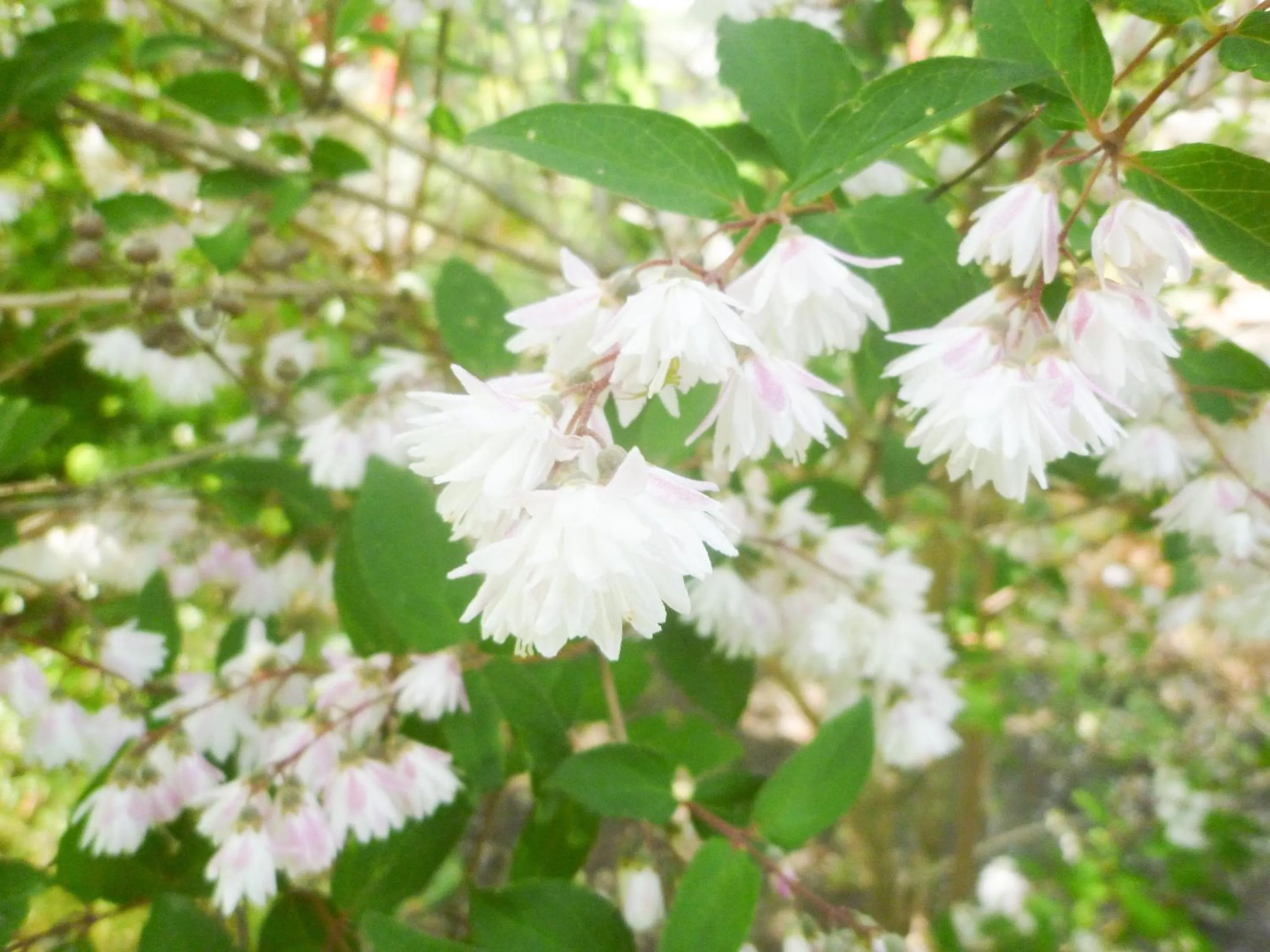 Garden in Pension Flora
