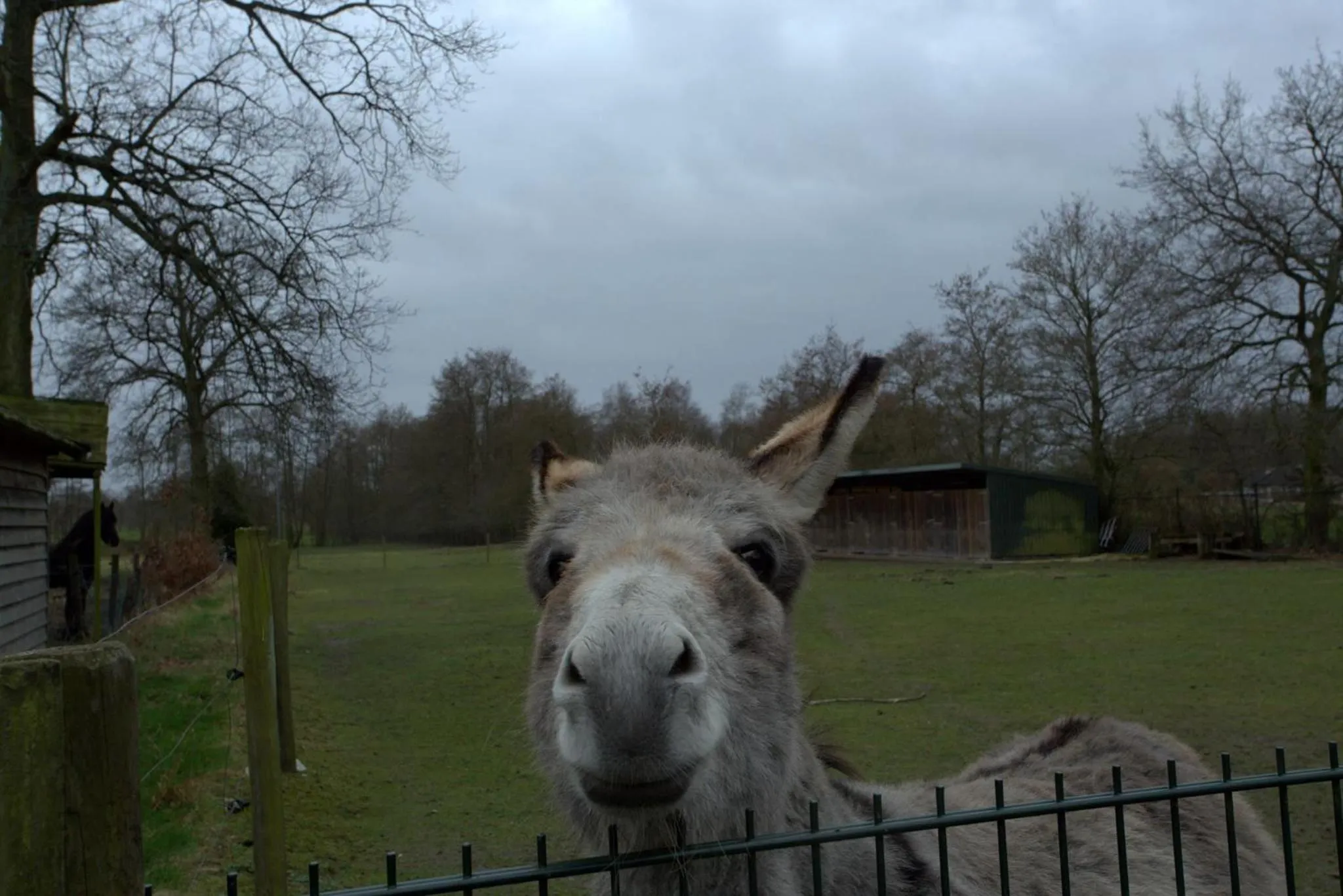 Animals in B&B Dream On Wheels