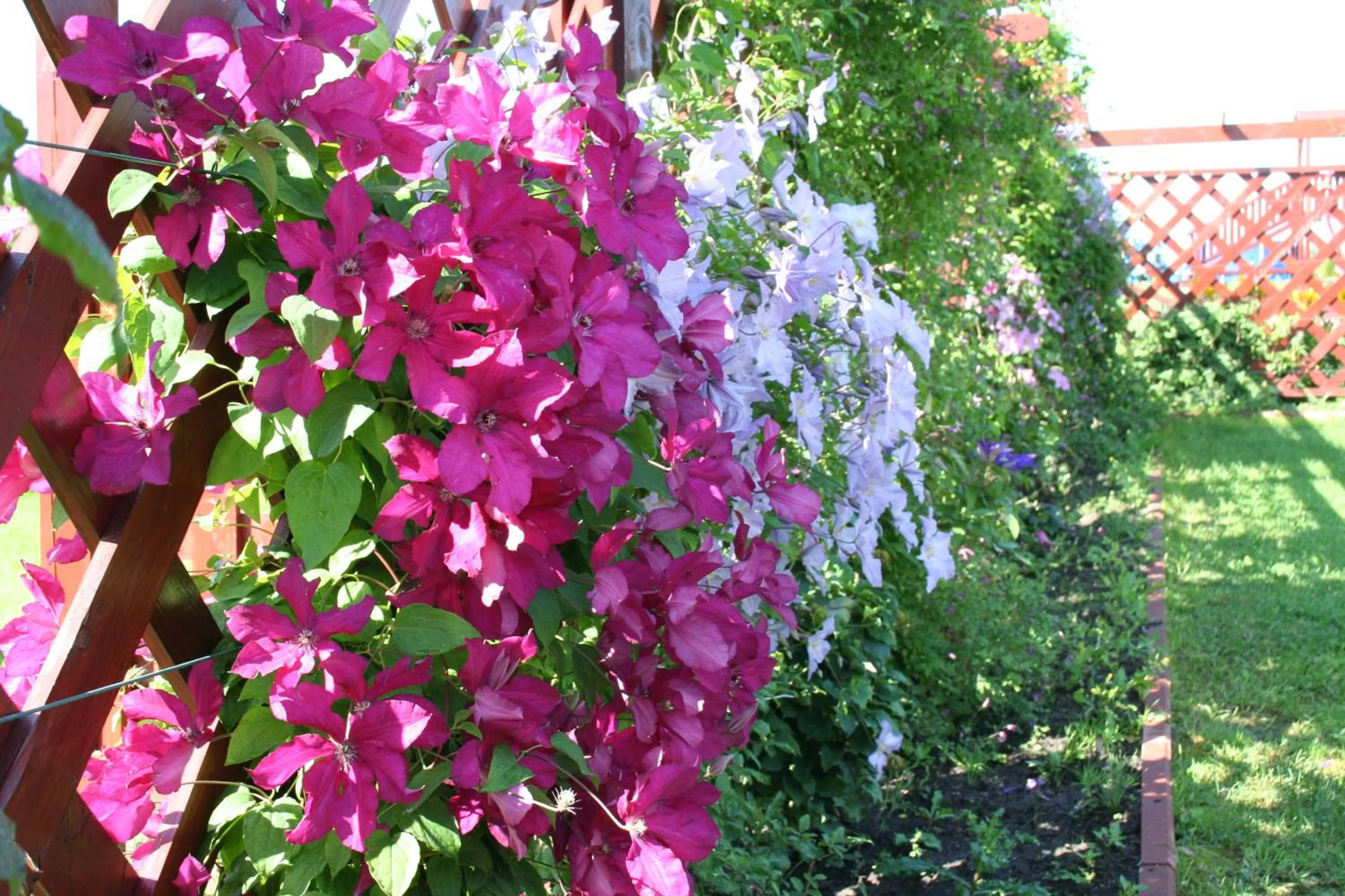 Garden in Willa Mycyny oraz domki