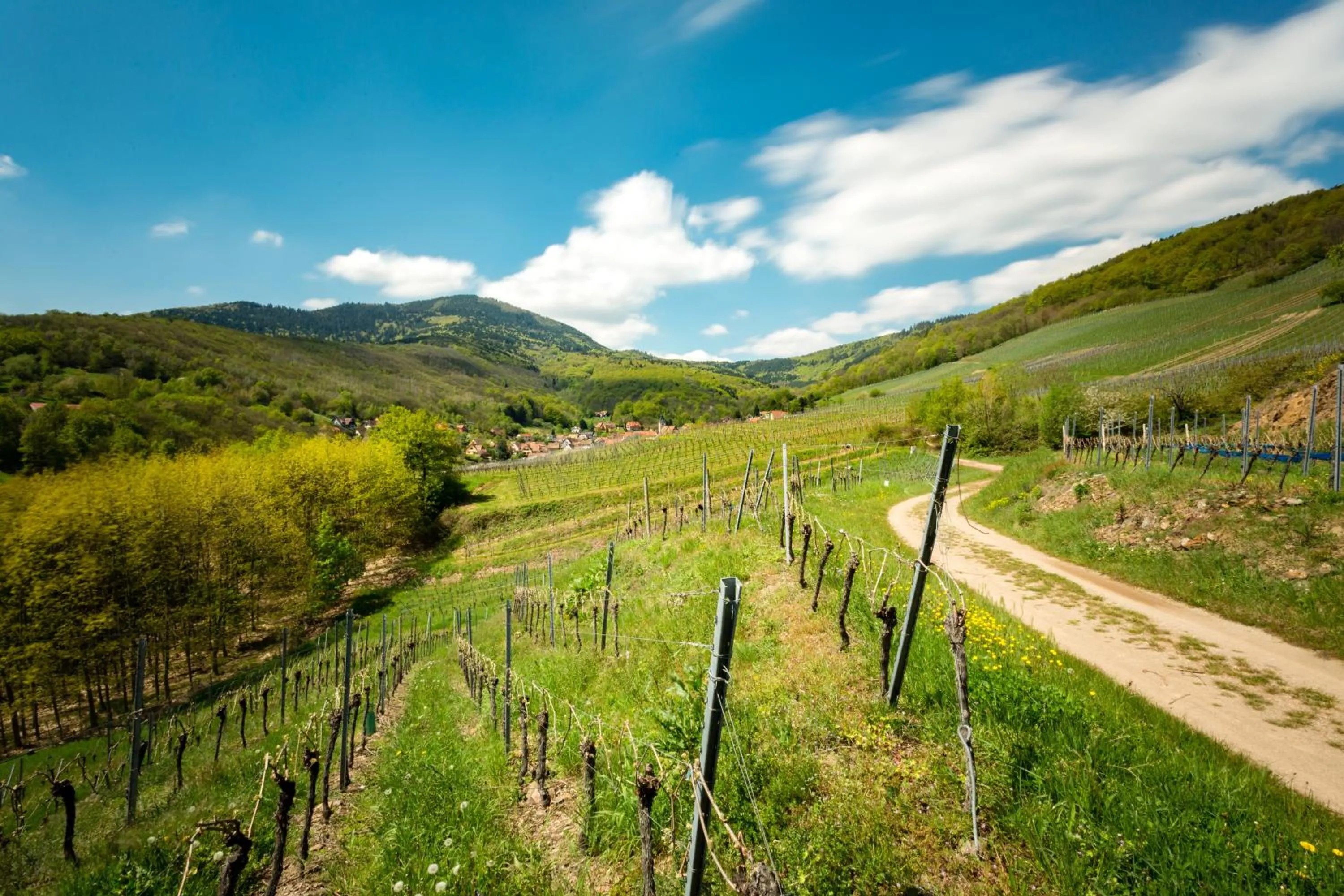 Natural landscape in Chambre du Vigneron - Domaine Léon BLEESZ
