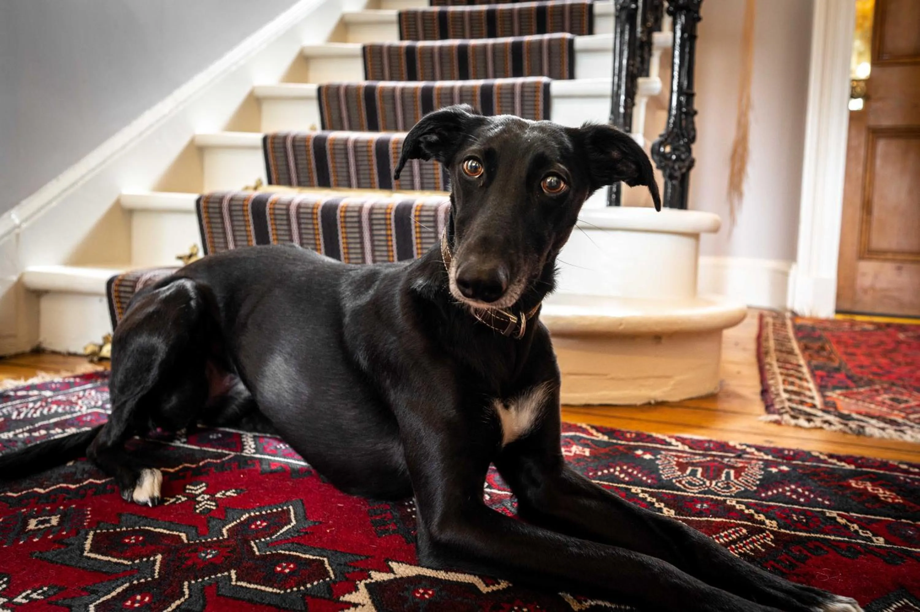 Pets in Washington House