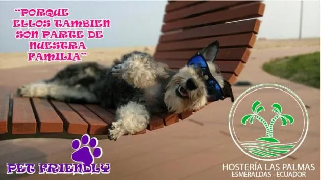 Pets in Hotel Las Palmas