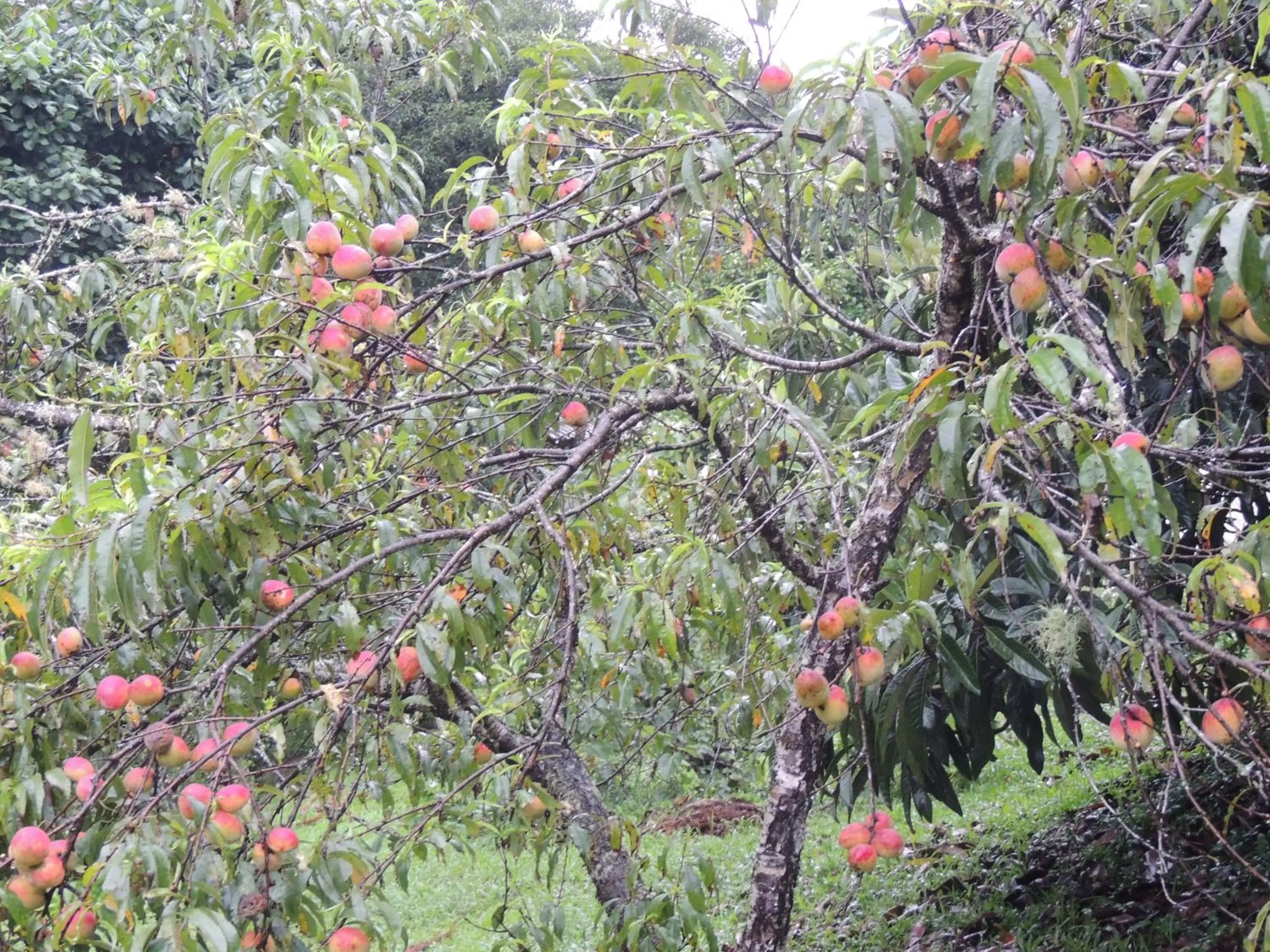 Garden view in Tô na Roça