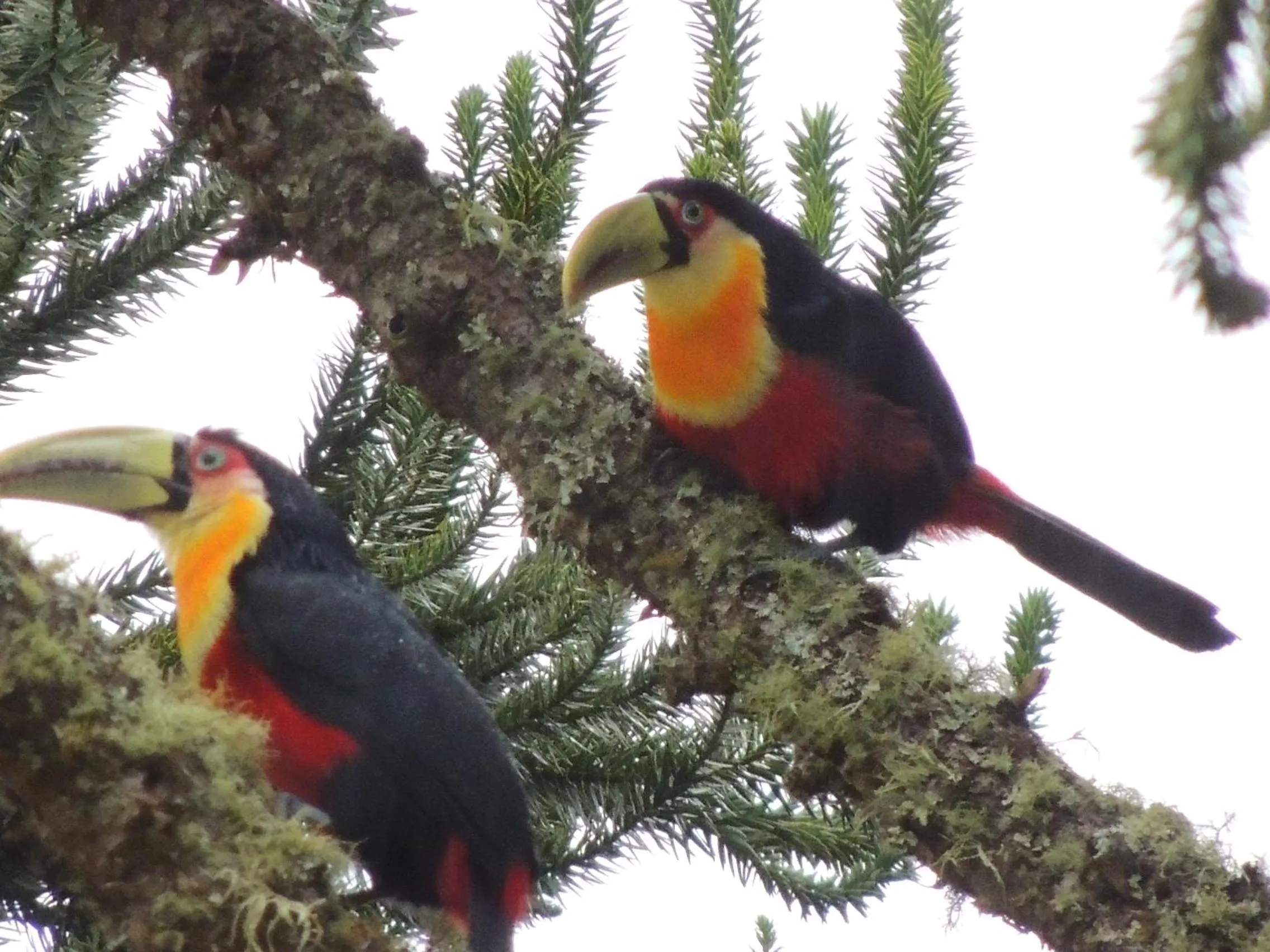 Animals in Tô na Roça