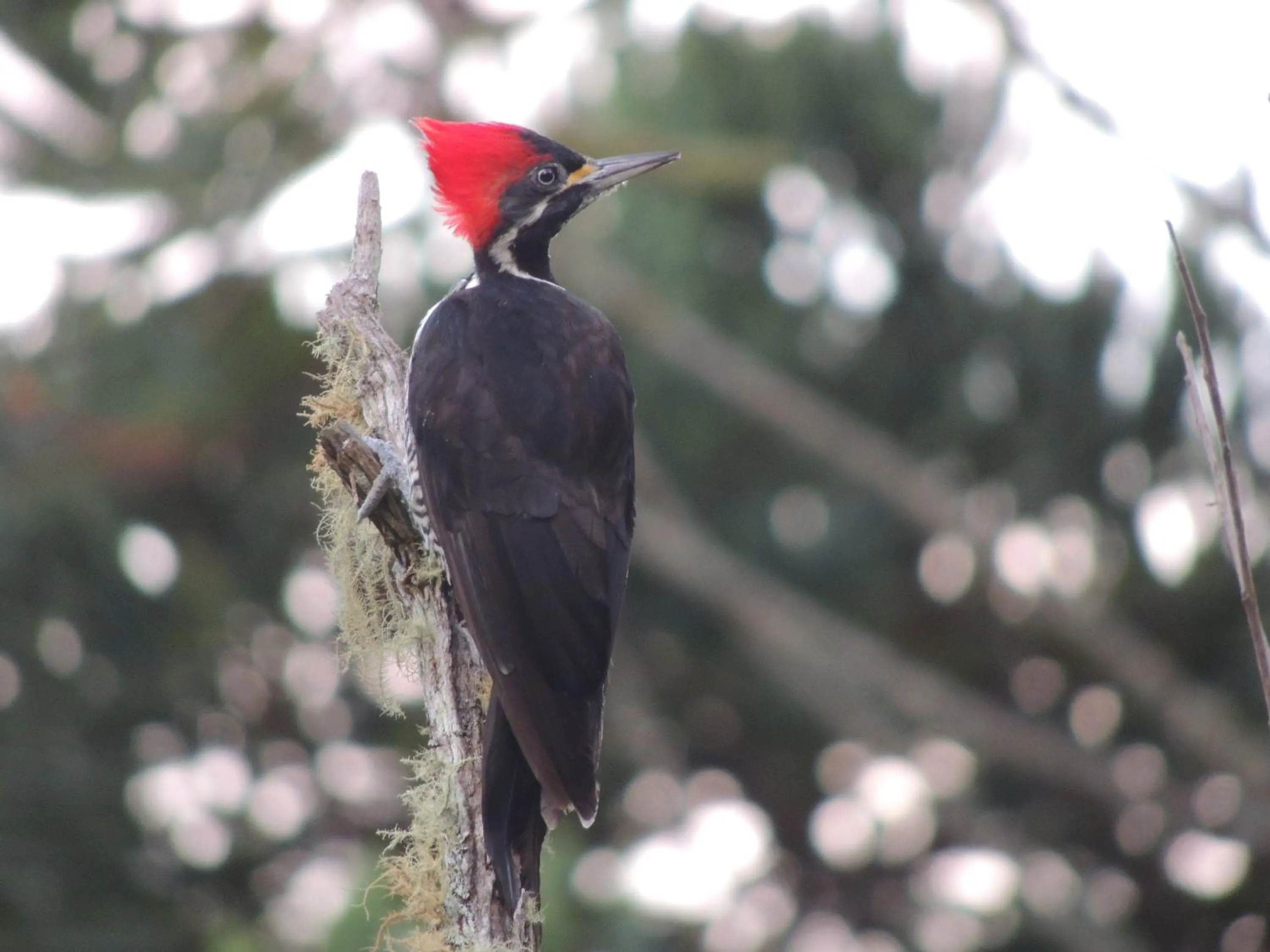 Animals in Tô na Roça