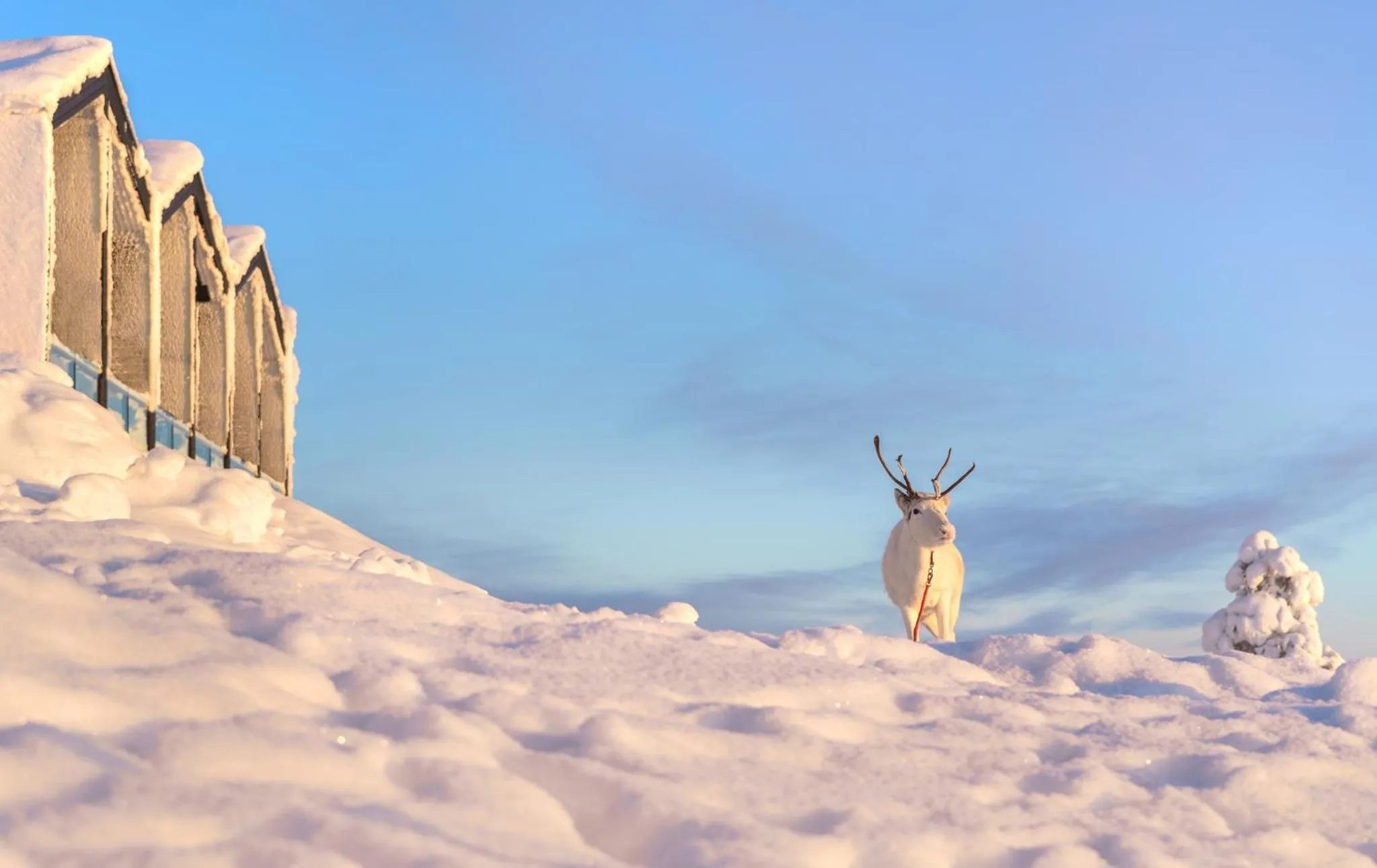 Winter in Star Arctic Hotel & Activities