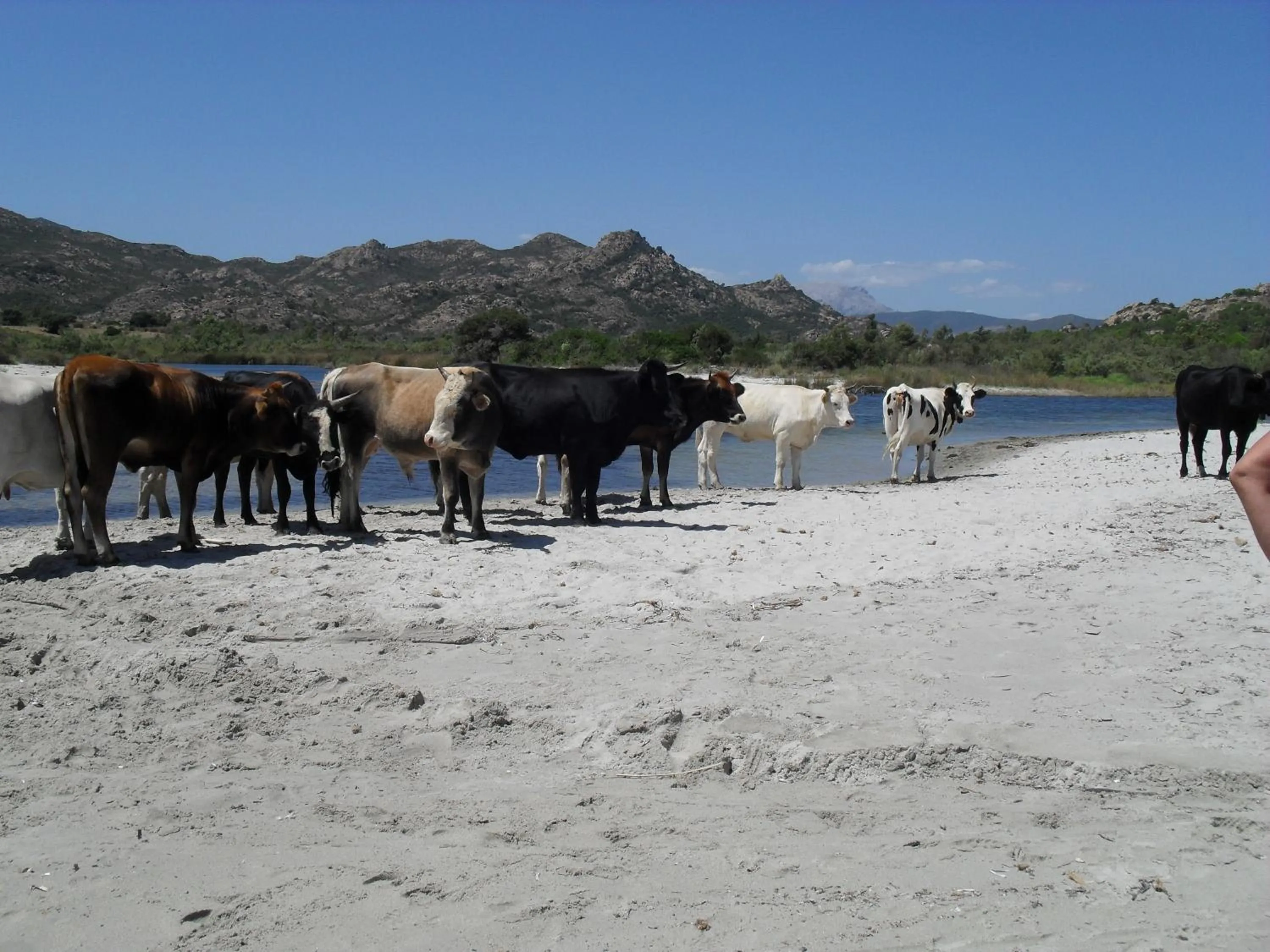 Pets in Hotel S'Ortale Possibilità di Parcheggio interno e Ristorante all'aperto
