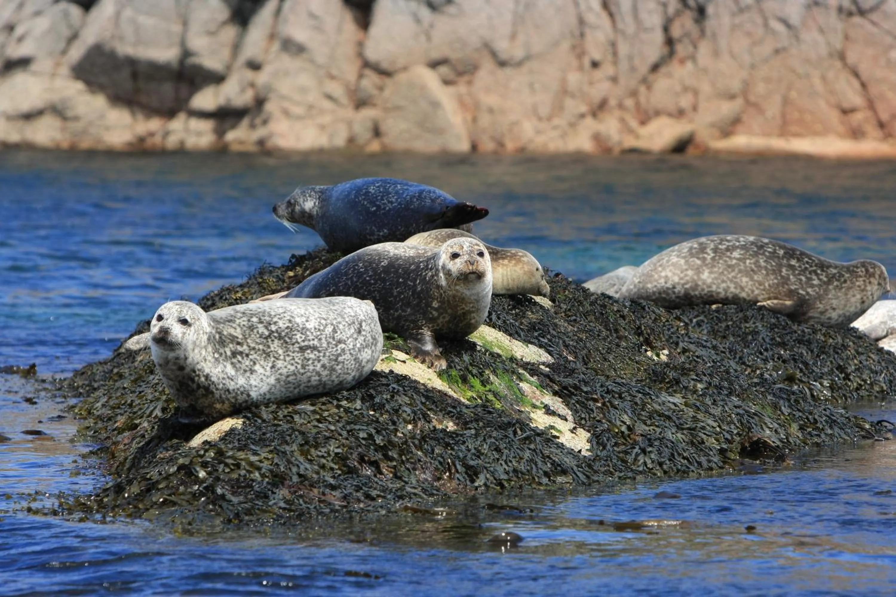 Neighbourhood in Buckthorns House