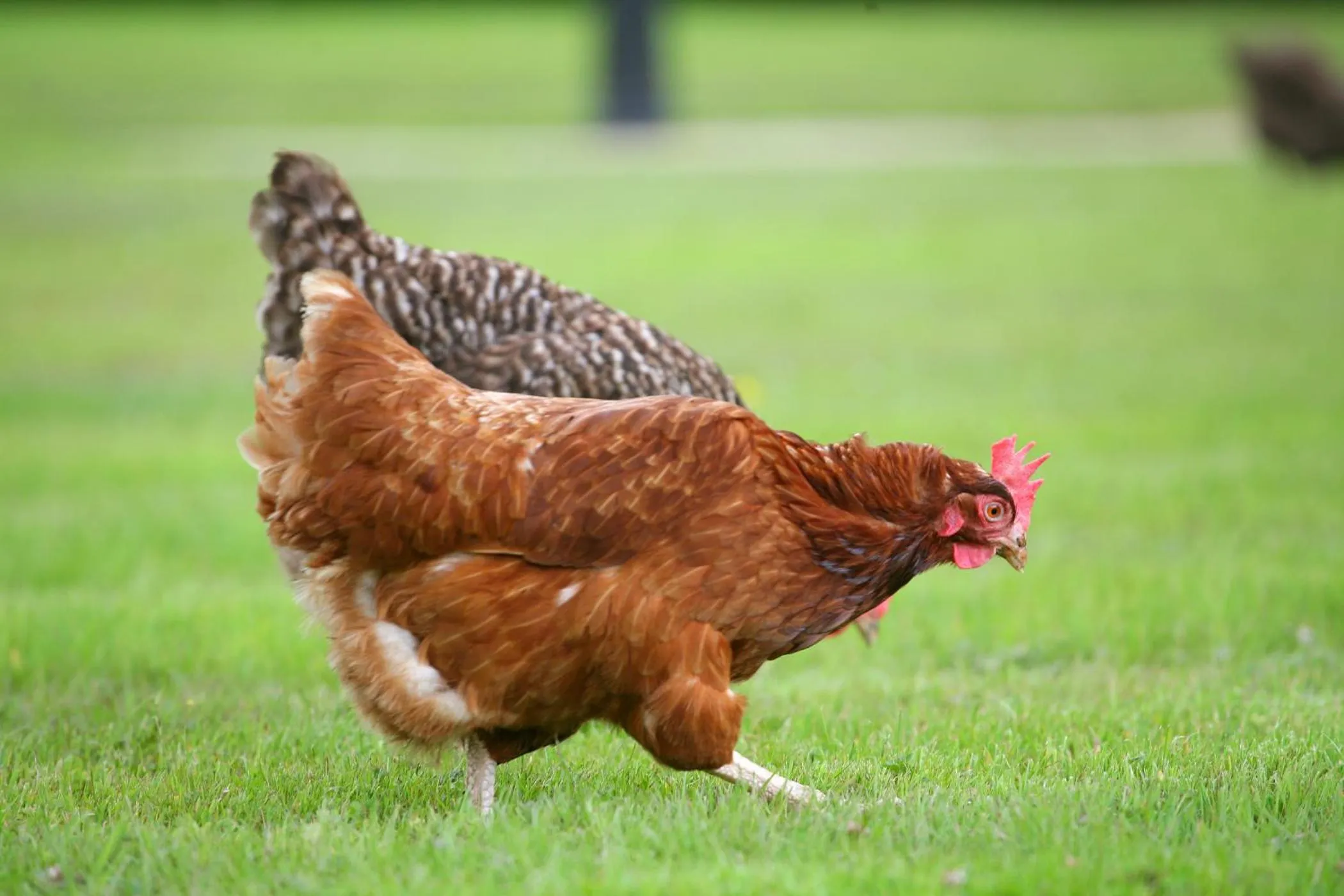 Property building in BrookLodge & Macreddin Village