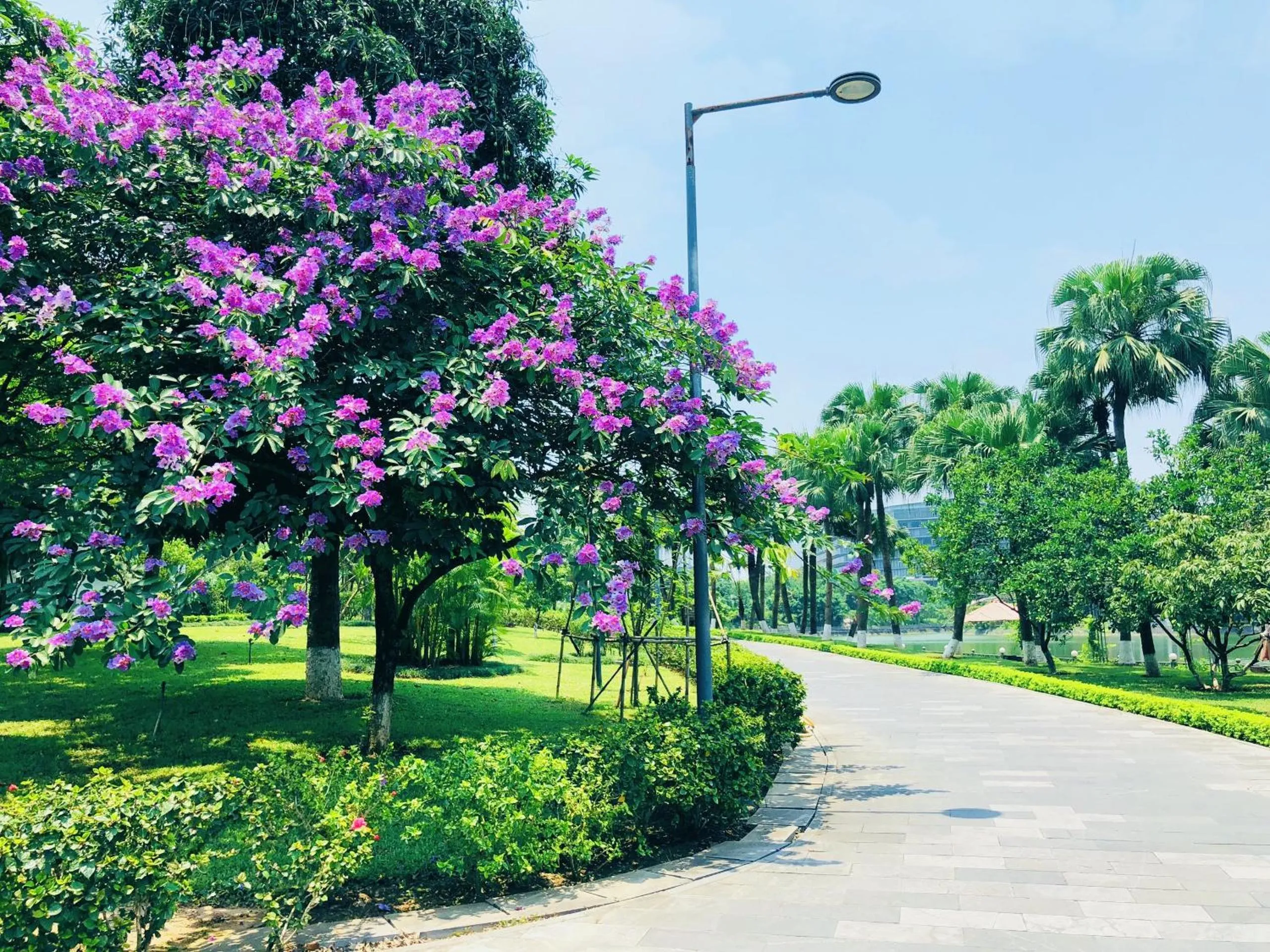 Garden in NCC Garden Villas - NCC Hotel