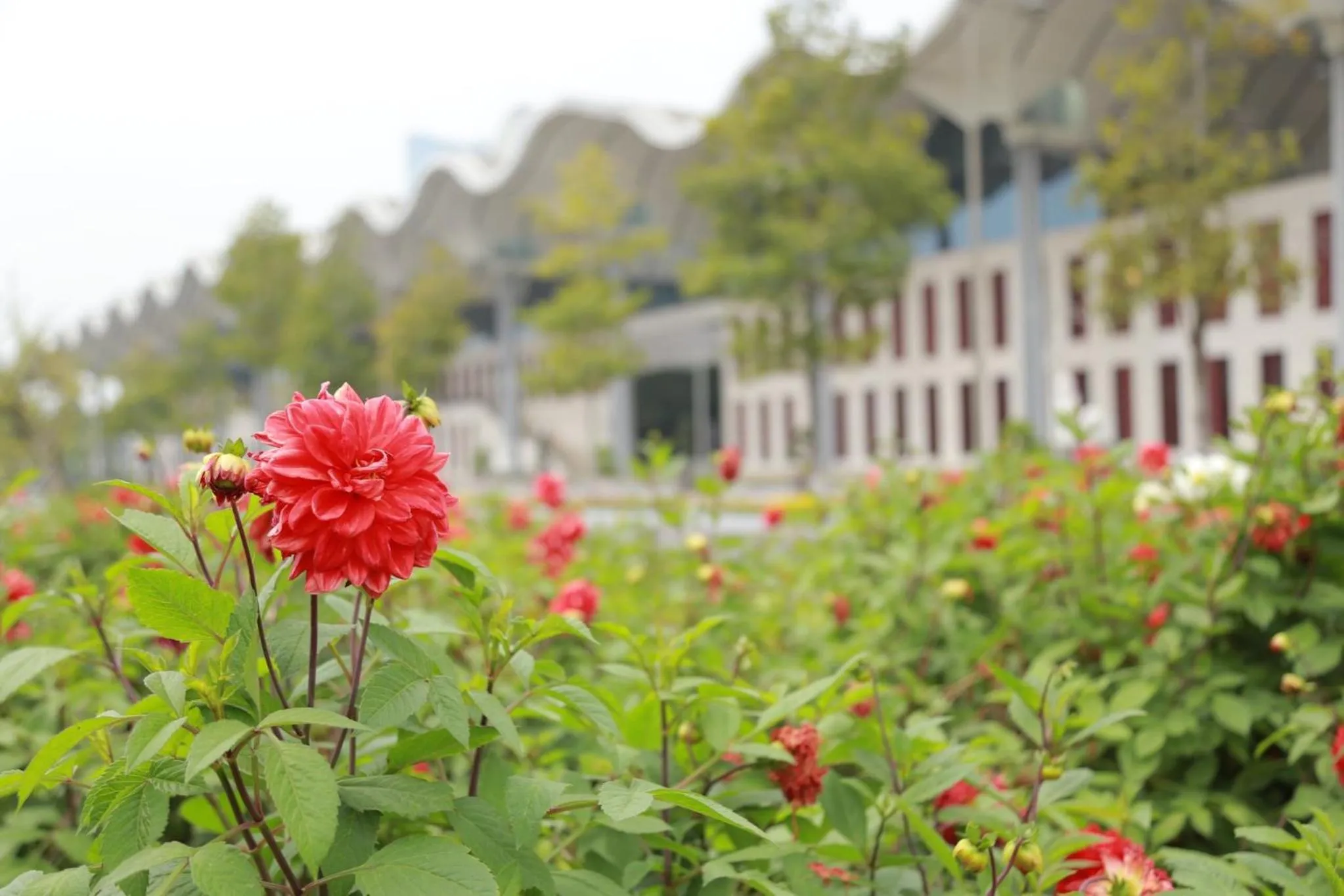 Garden in NCC Garden Villas - NCC Hotel