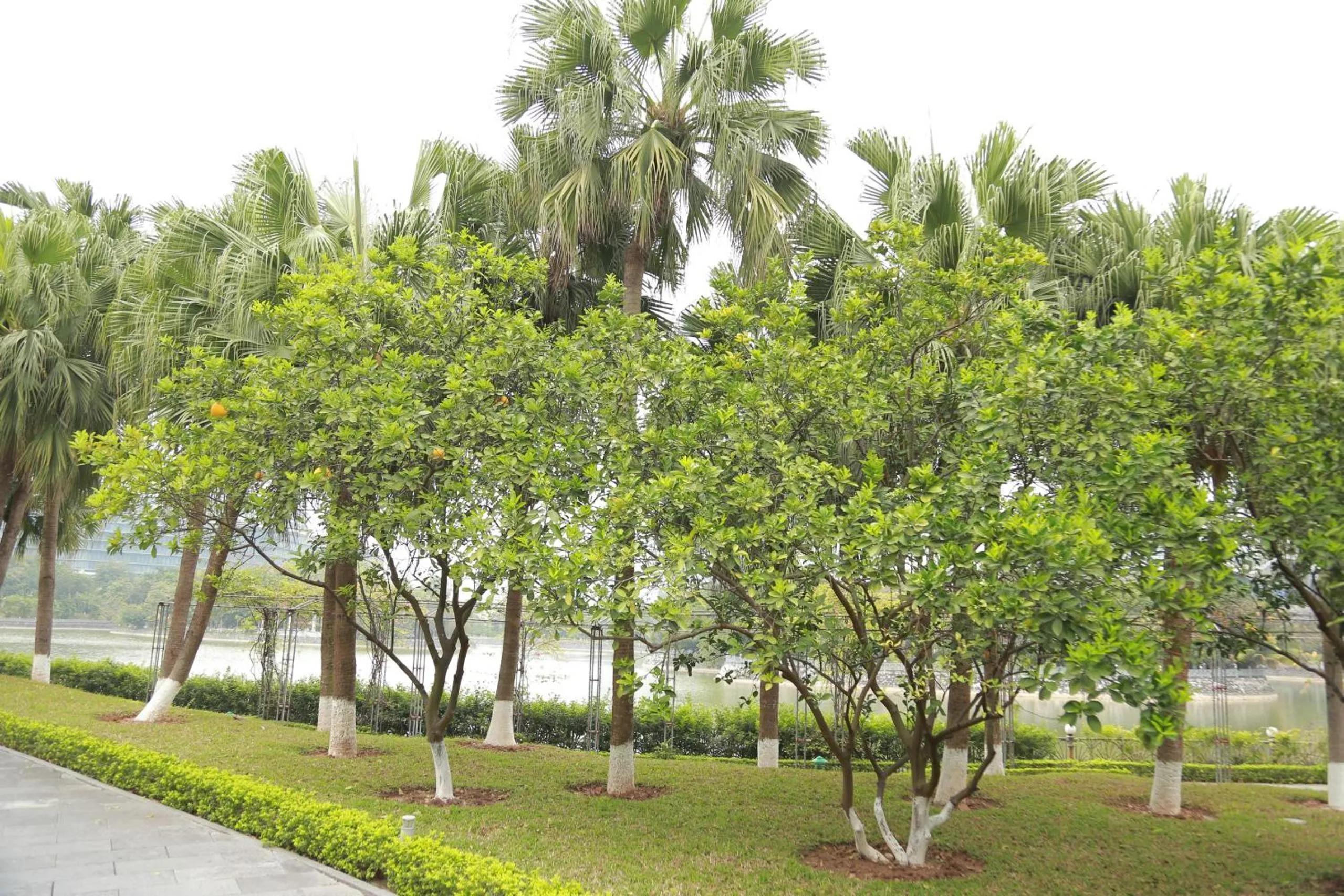 Garden in NCC Garden Villas - NCC Hotel