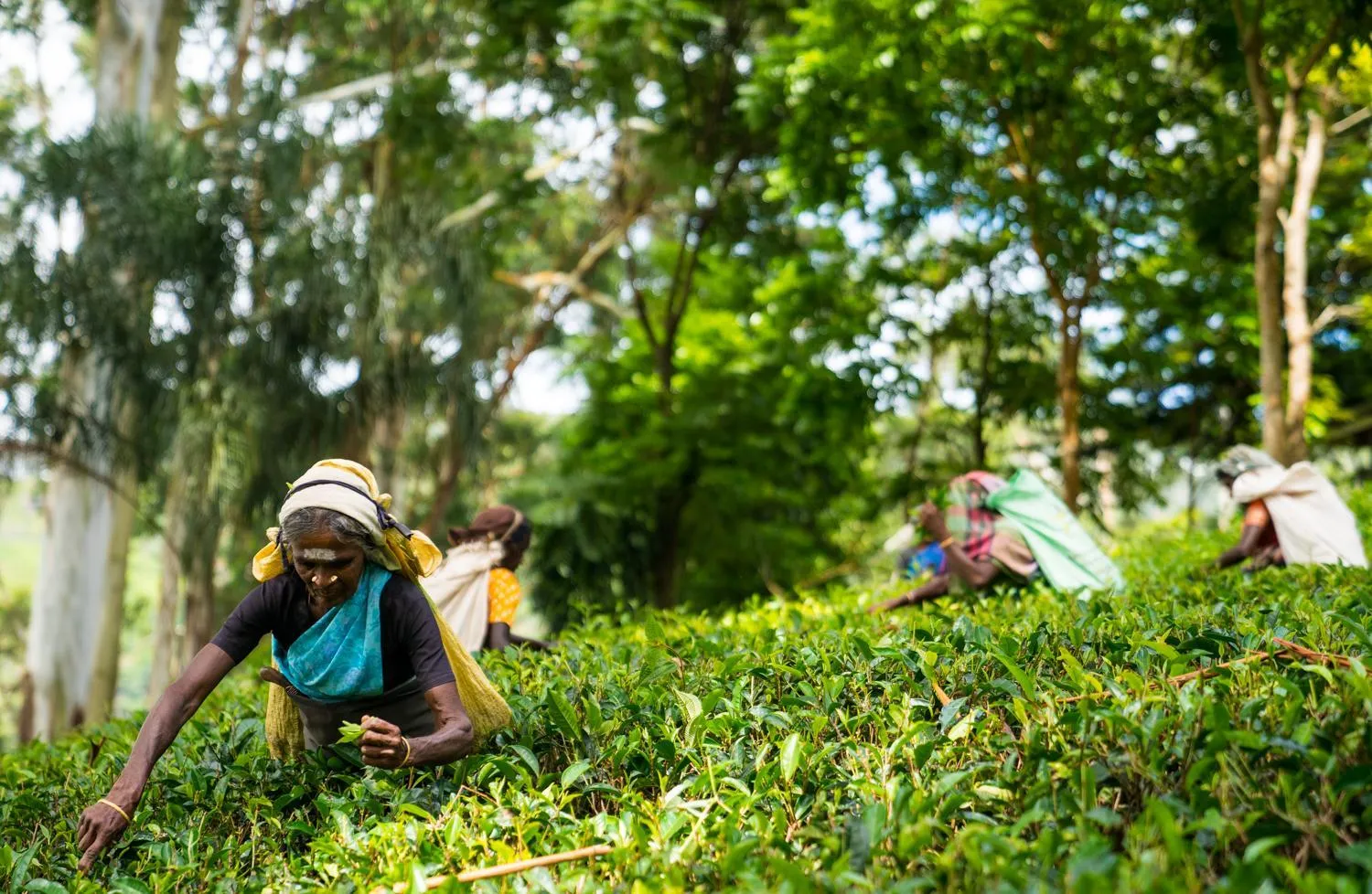 Other in The Farm Resorts