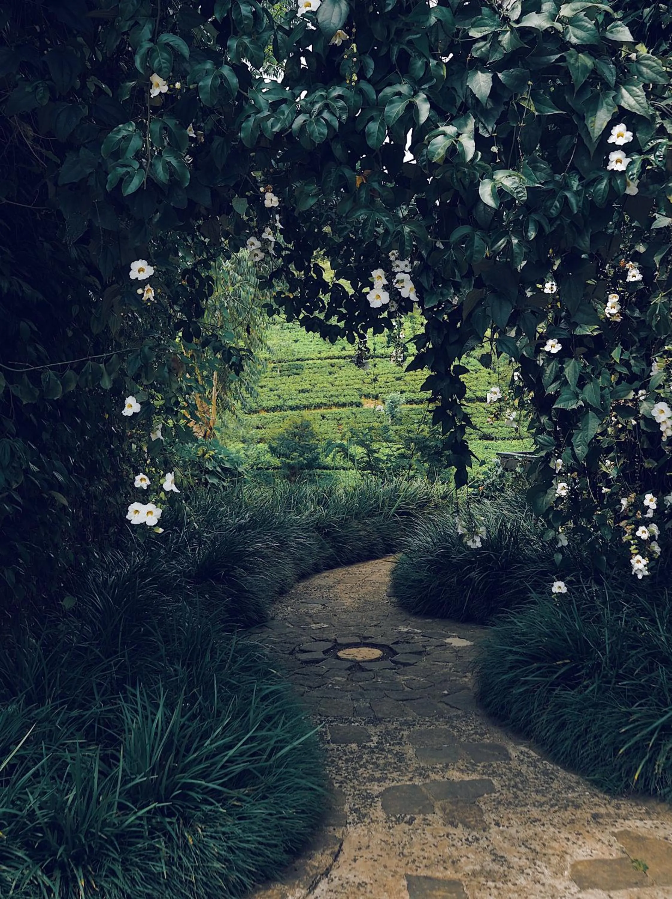 Natural landscape in The Farm Resorts