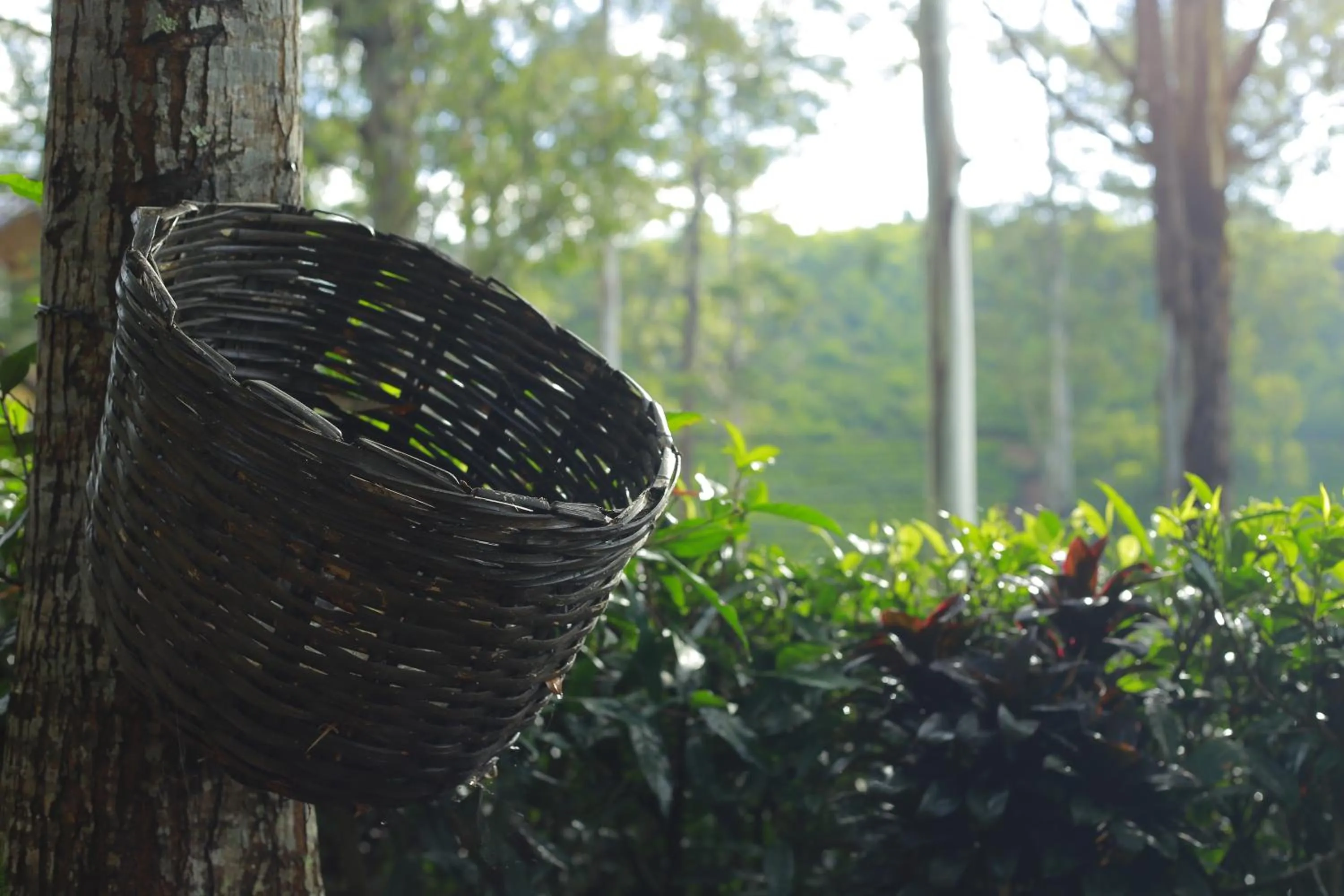 Other in The Farm Resorts