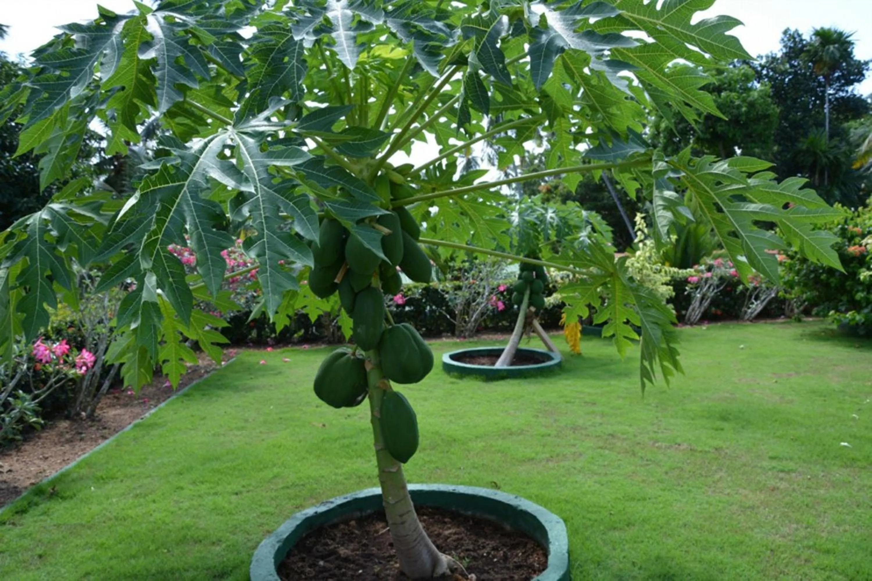 Garden view in The Hilltop Boosa