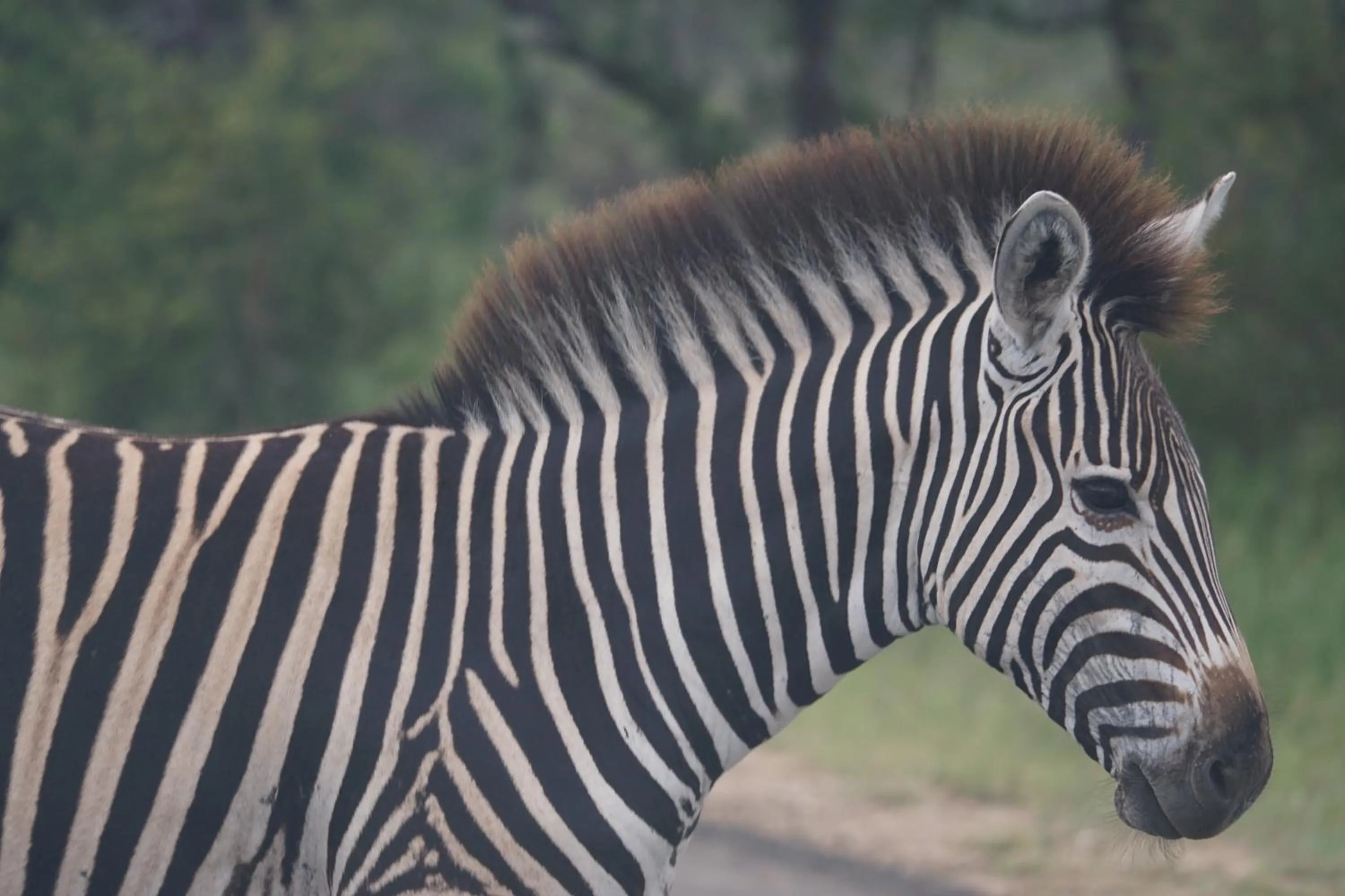 Animals in Bushbaby River Lodge