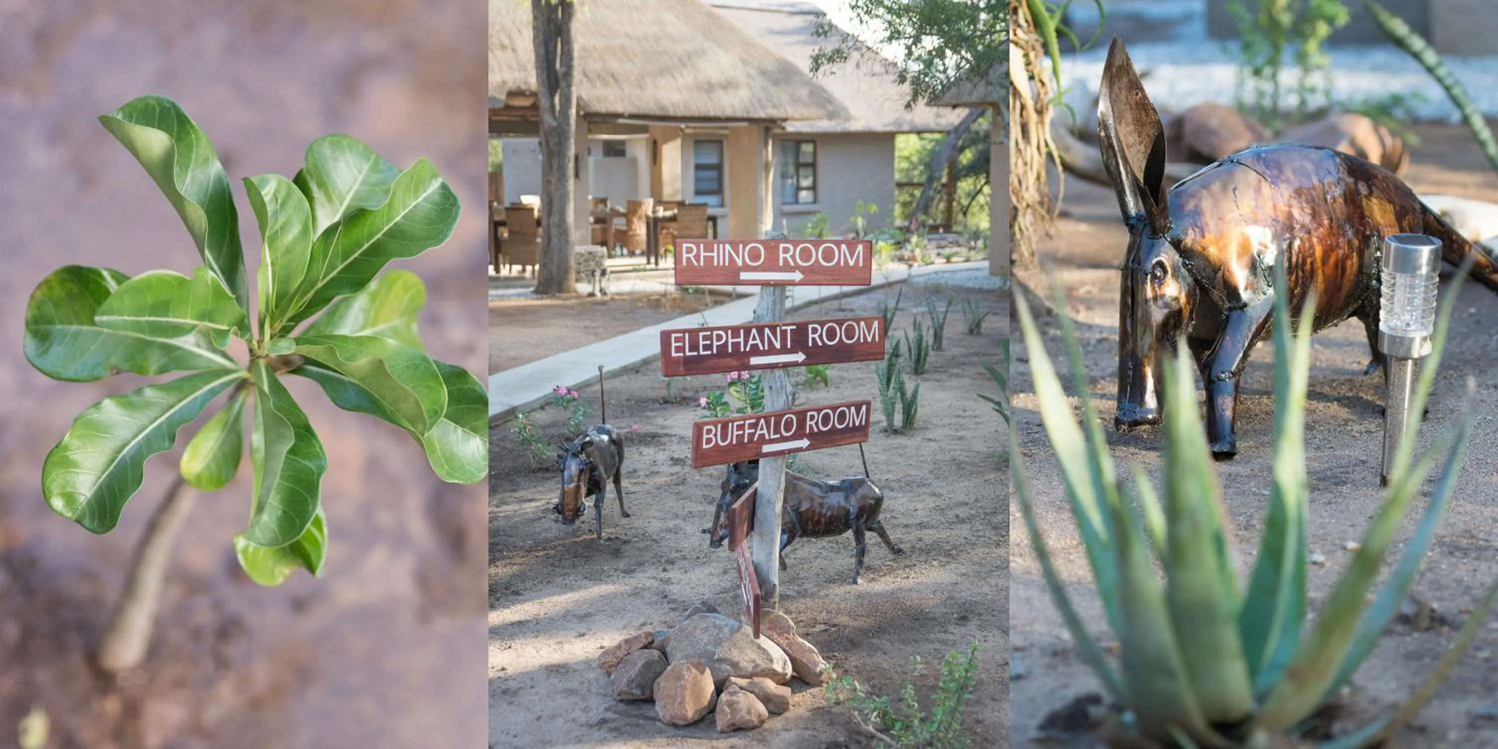 Garden in Bushbaby River Lodge