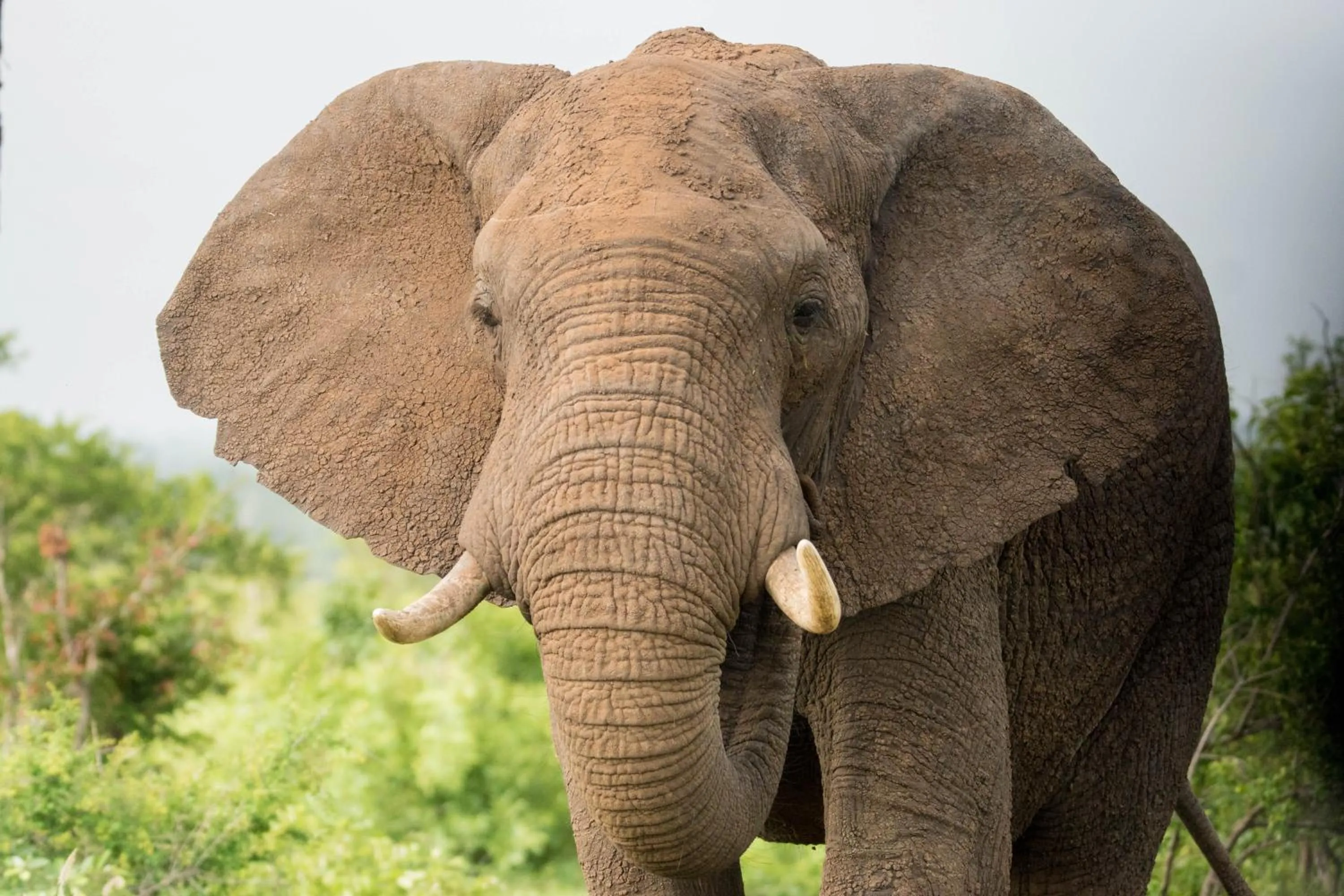 Animals in Bushbaby River Lodge