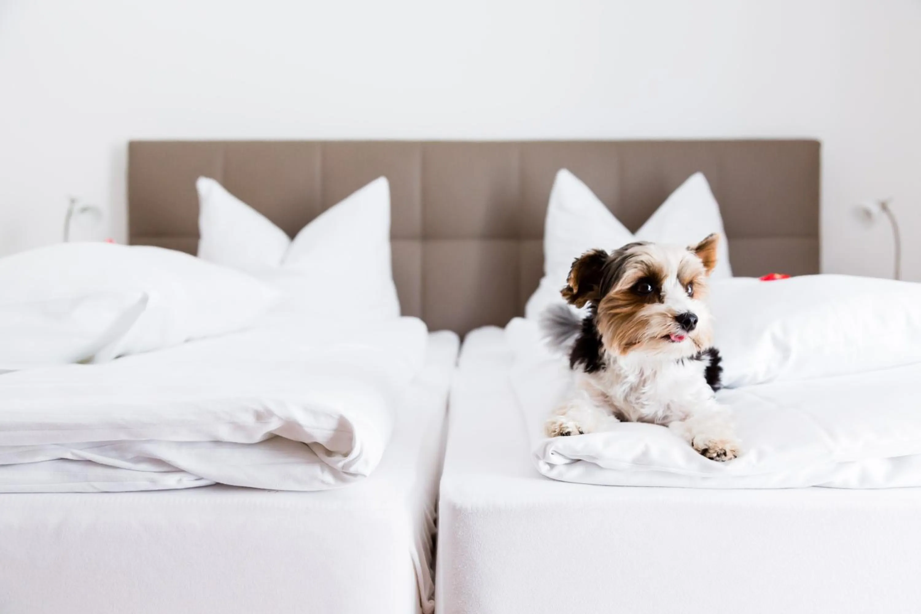 Photo of the whole room, Bed in Hotel Palko