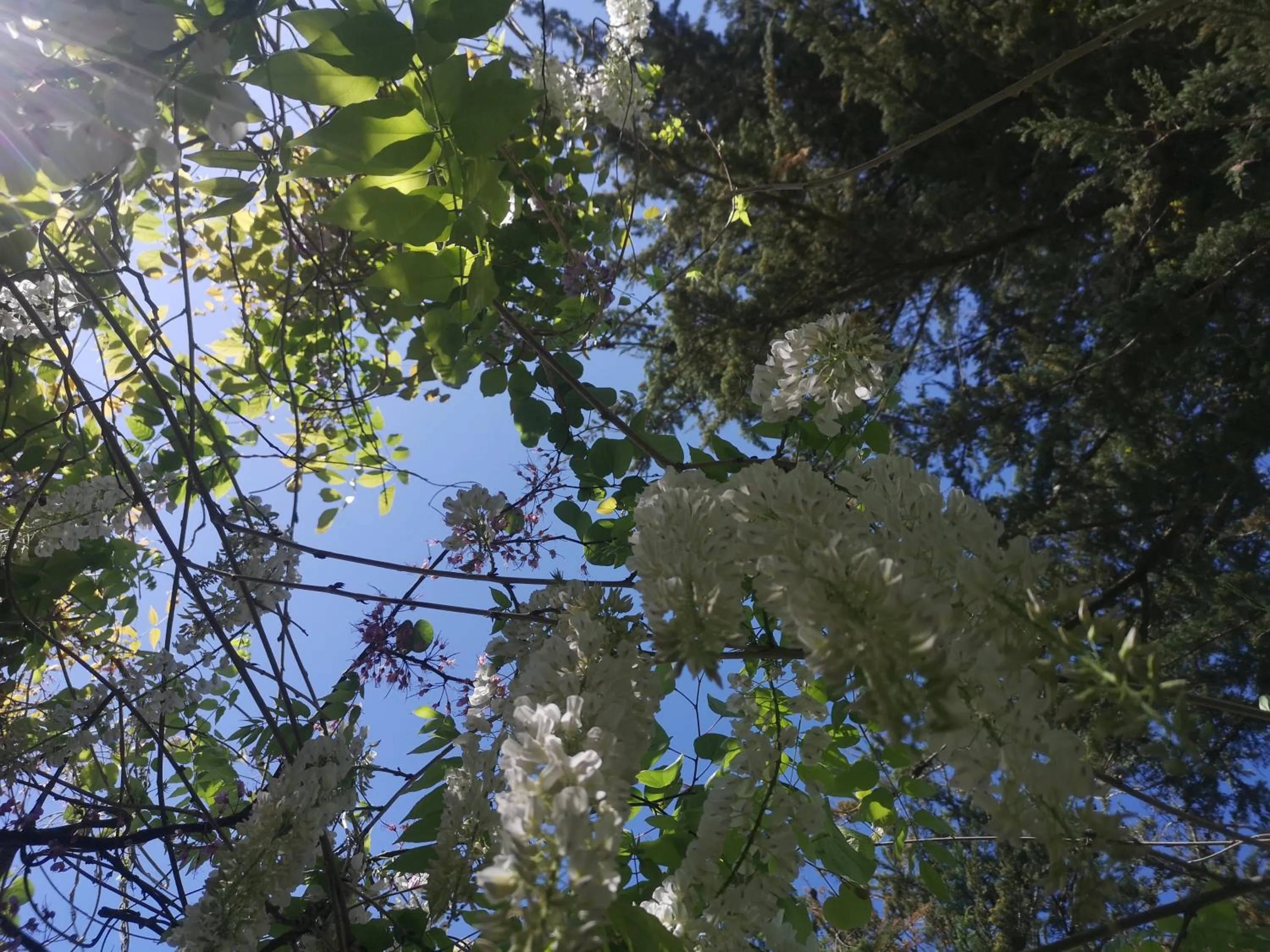 Garden in Hôtel Victor Hugo