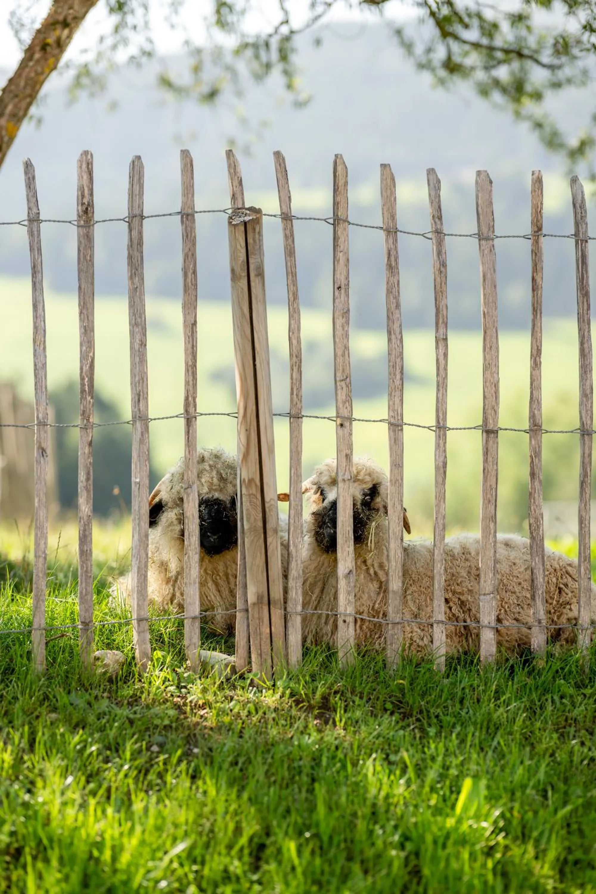 Garden in Kaiserlodge