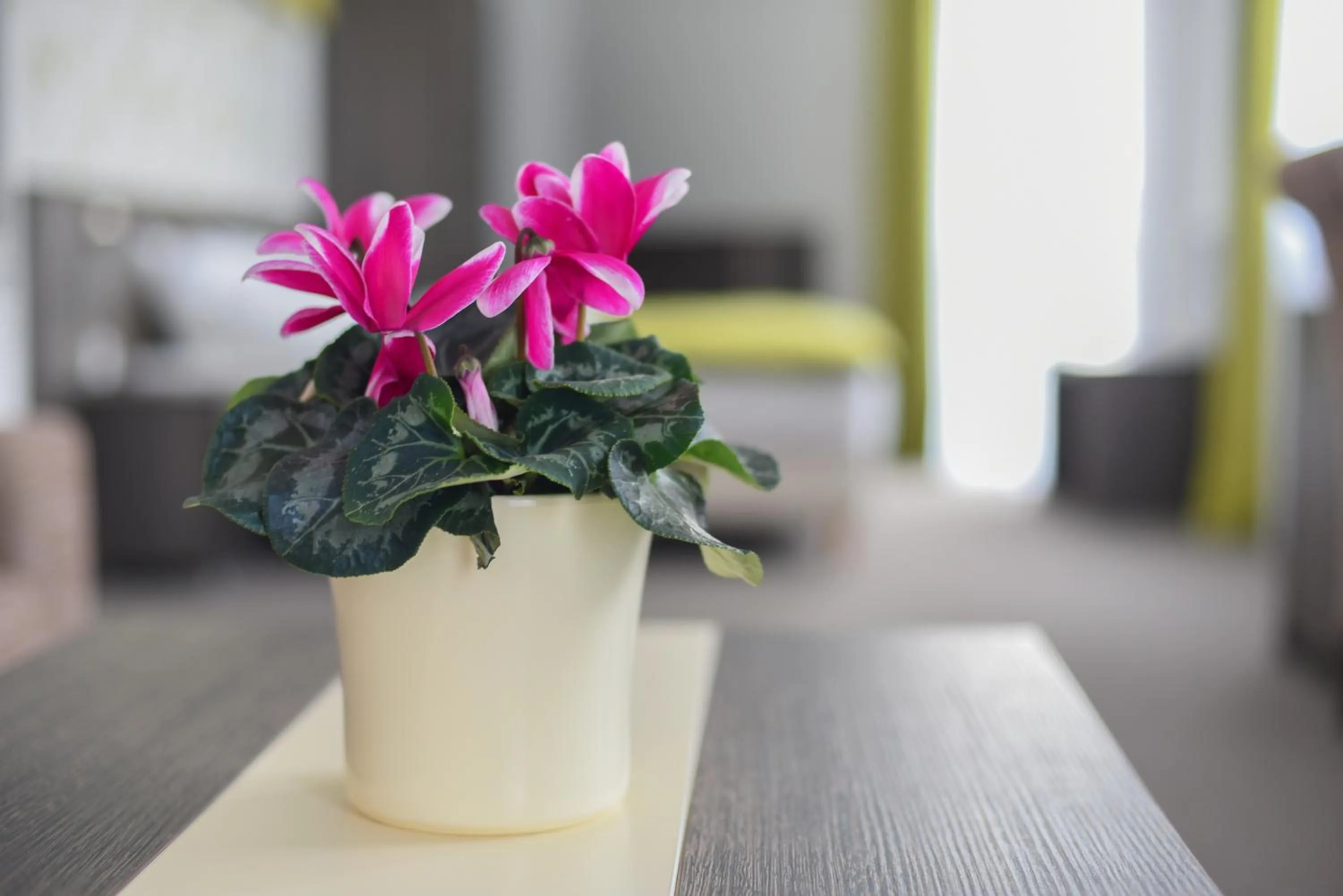 Bedroom, Bed in Oázis Wellness Panzio