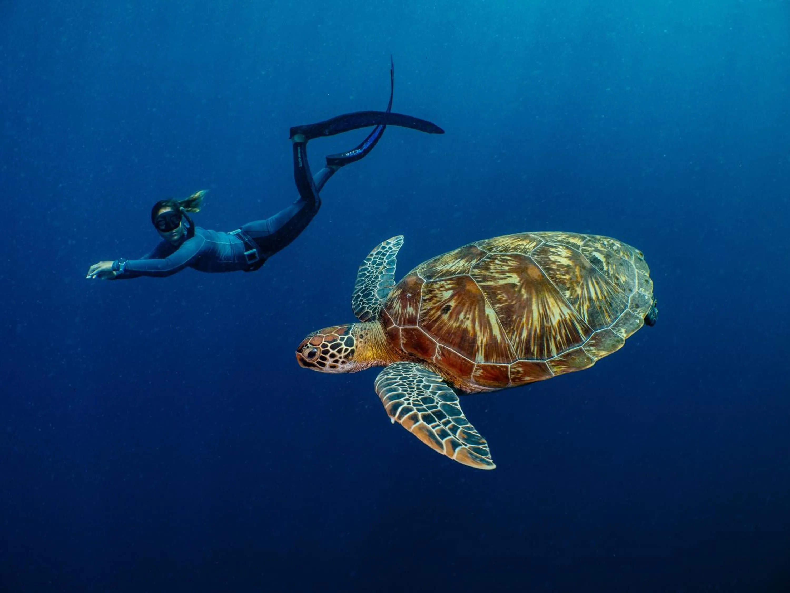 Activities in Bunaken Oasis Dive Resort and Spa