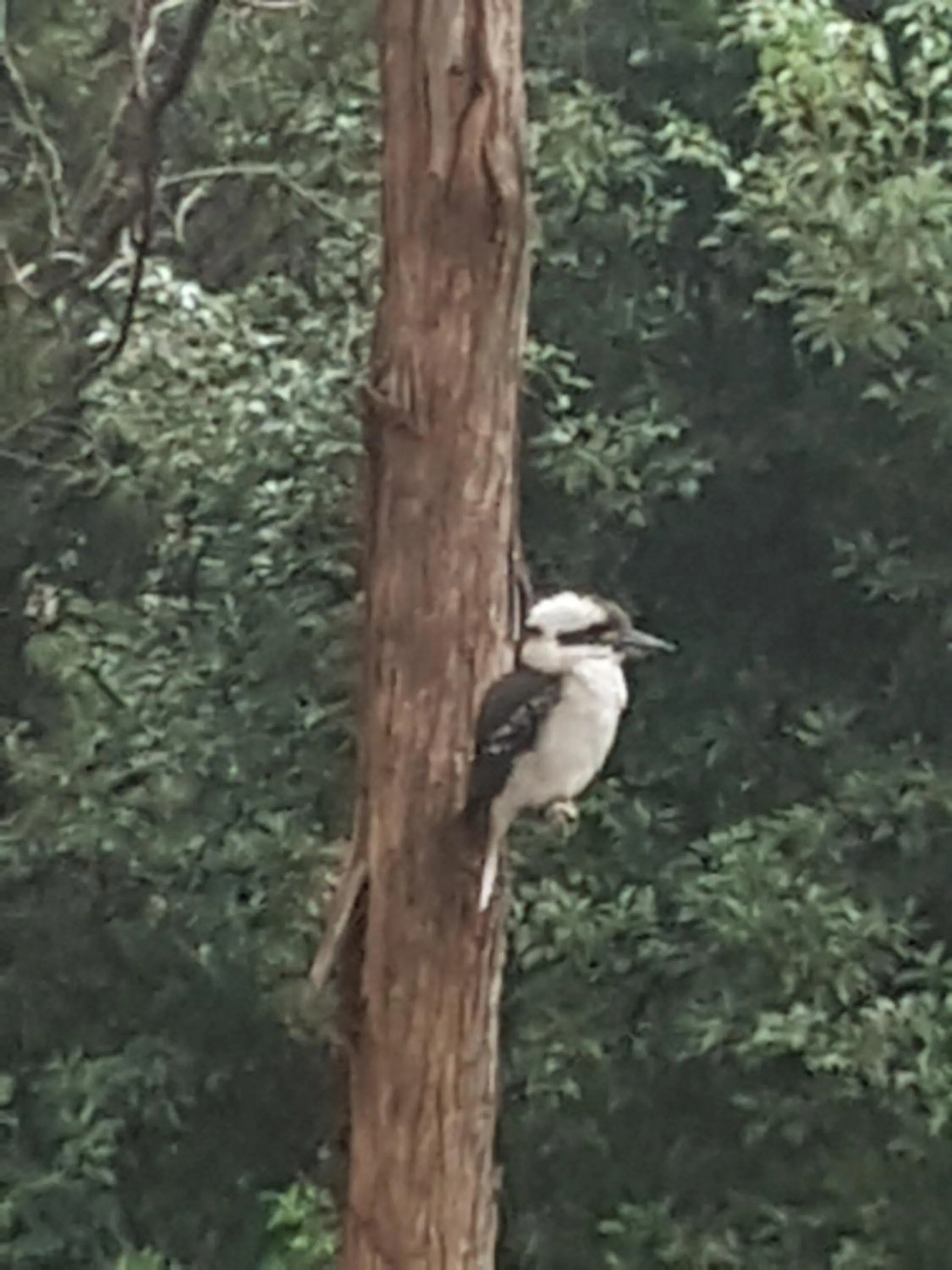 Forest view bungalow