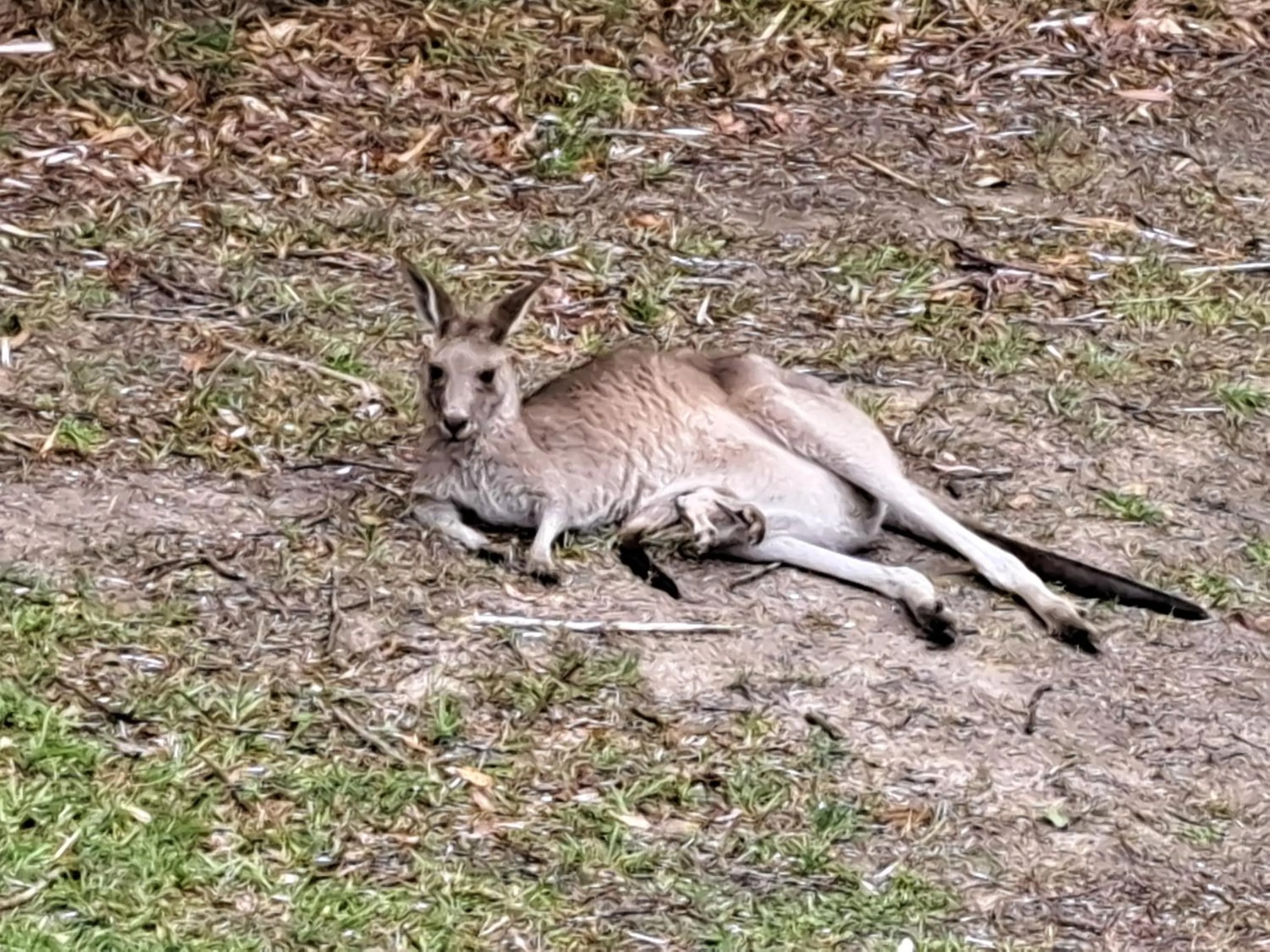 Forest view bungalow