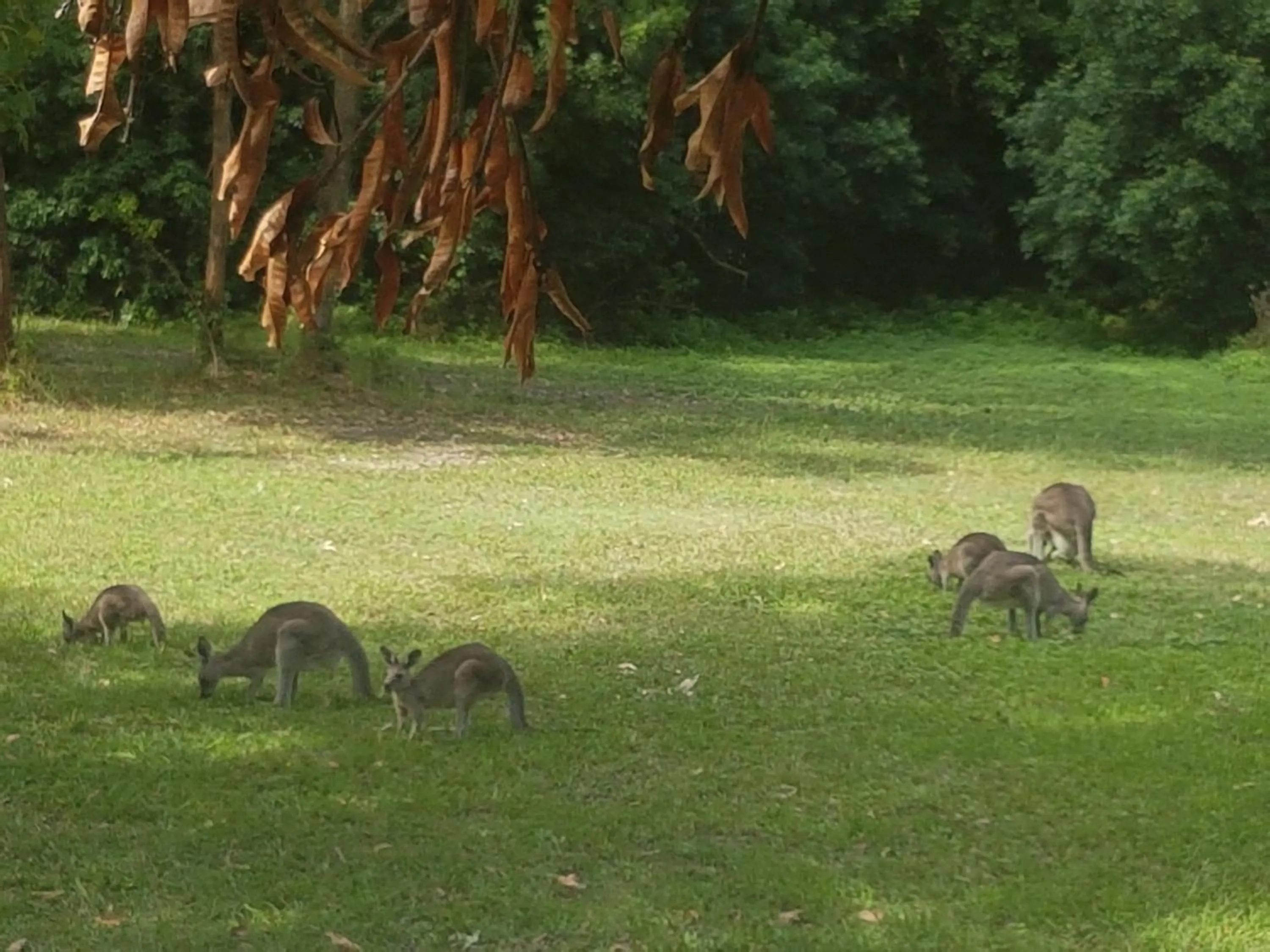 Forest view bungalow
