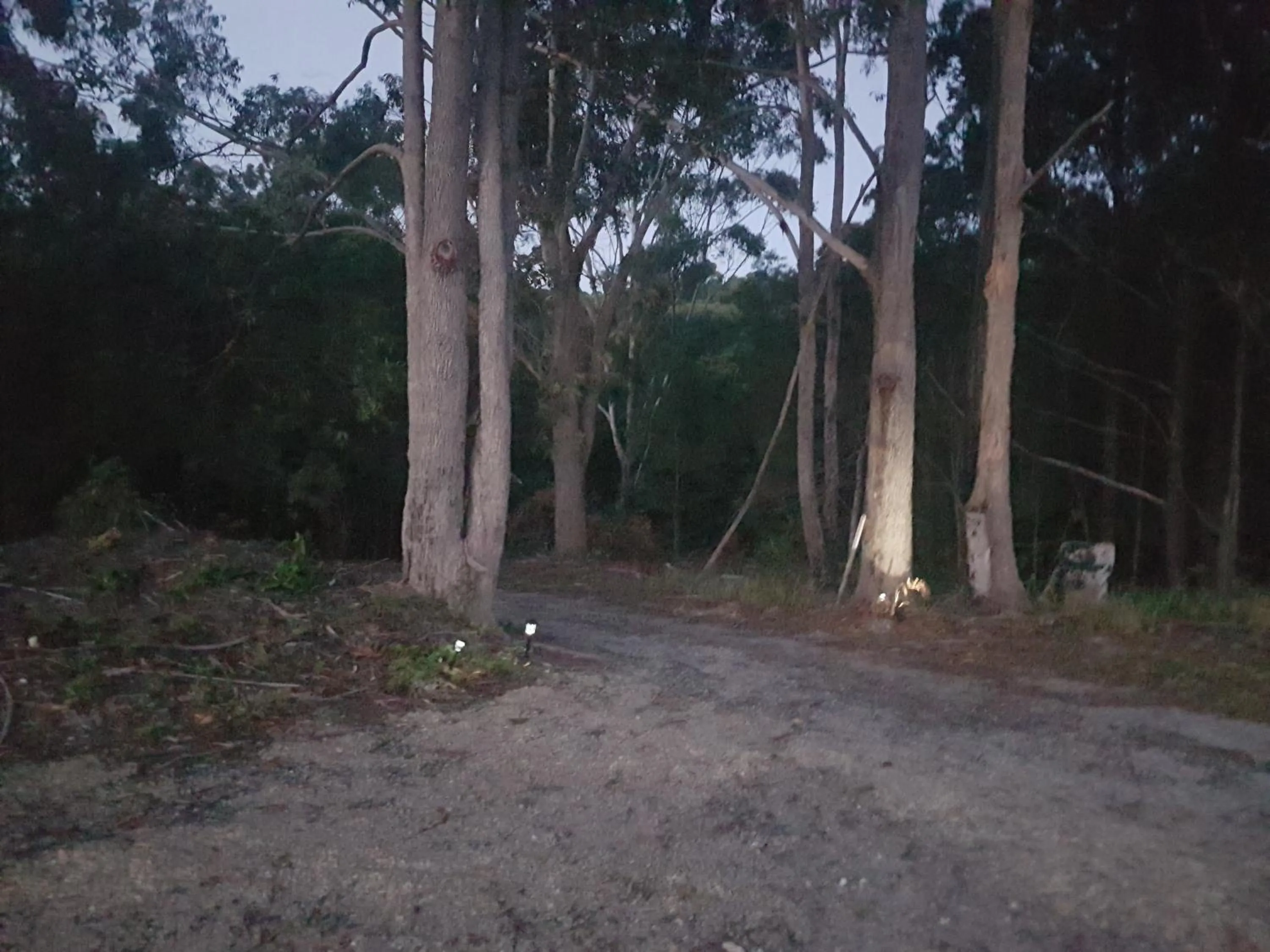 Forest view bungalow