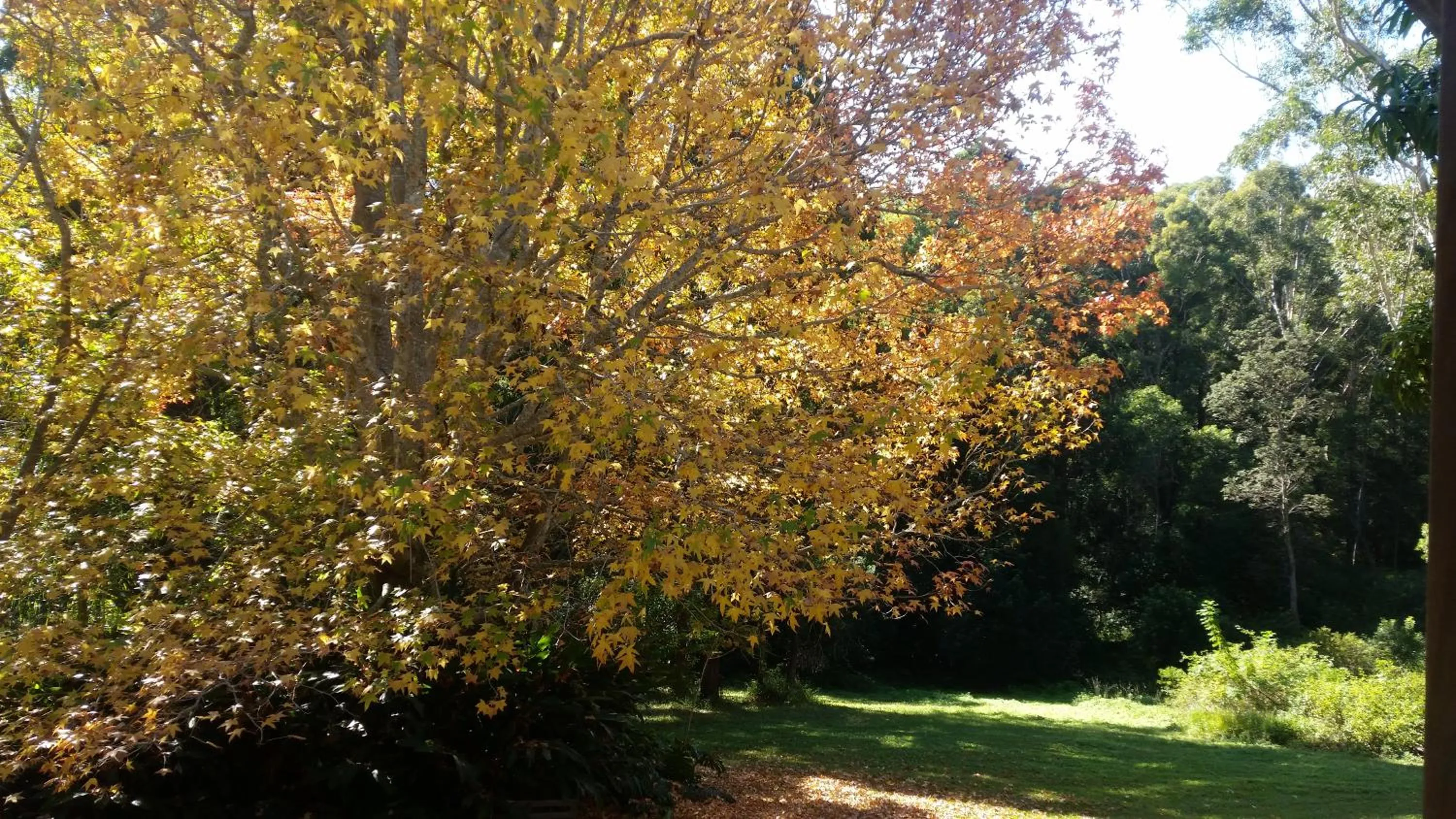 Forest view bungalow