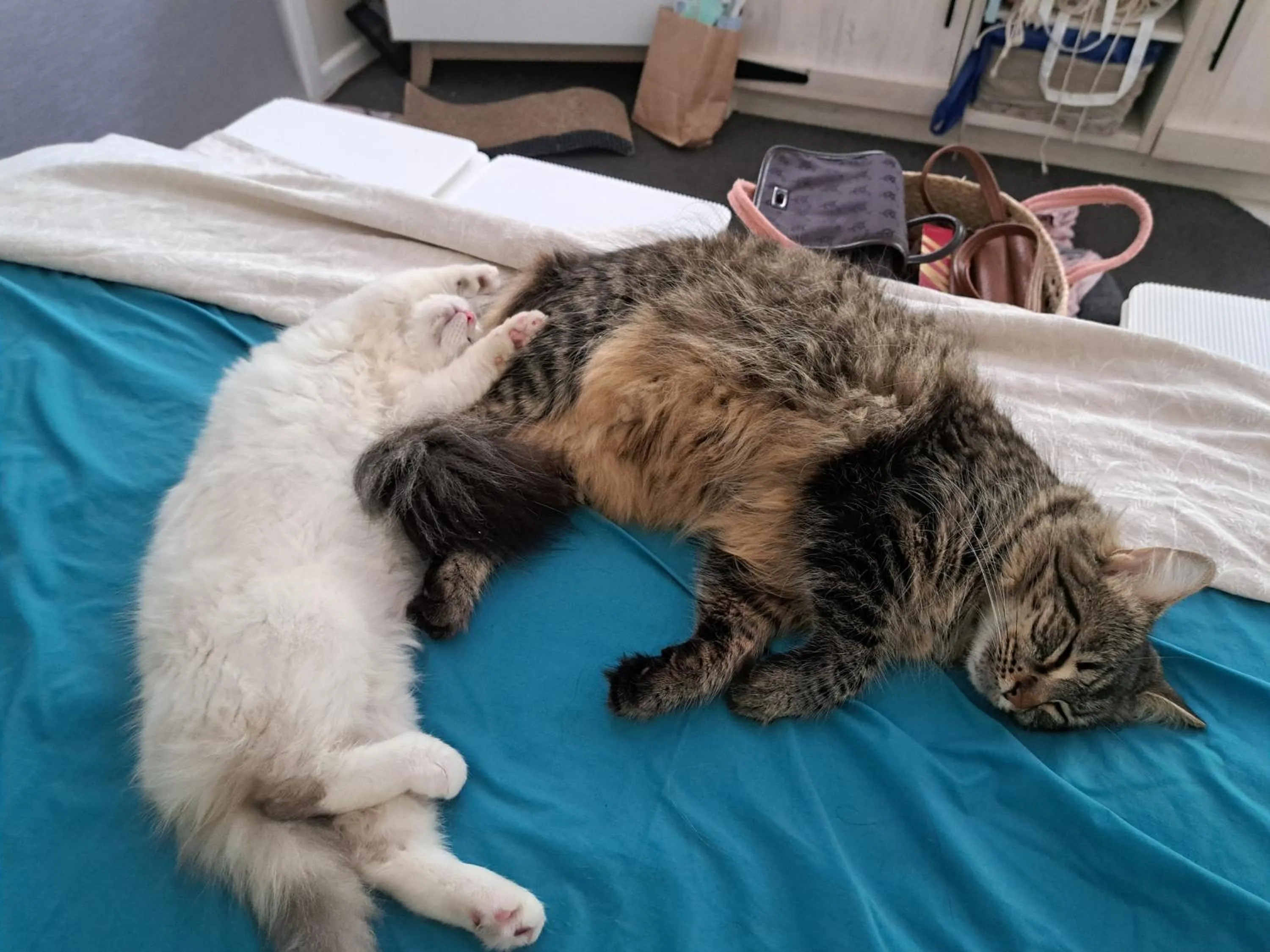 Forest view bungalow